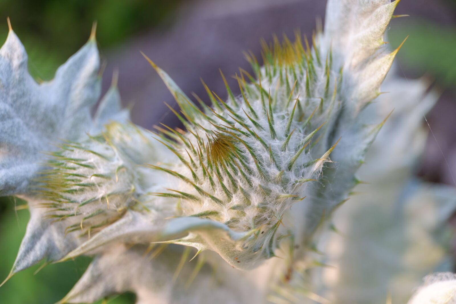 Fujifilm X-A3 + Fujifilm XC 16-50mm F3.5-5.6 OIS II sample photo. Thistle, donkey thistle, garden photography