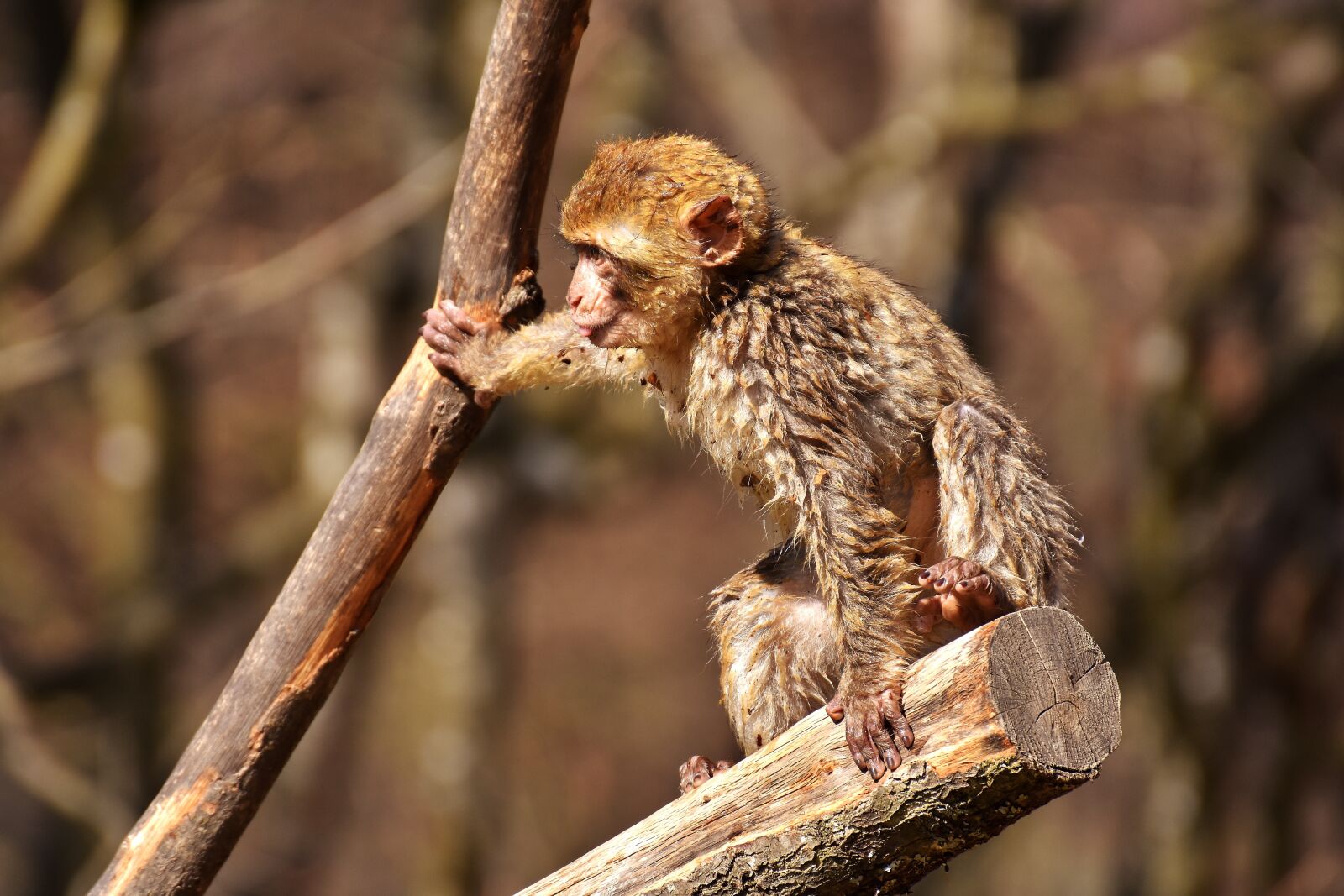 Nikon D7200 sample photo. Barbary ape, play, cute photography