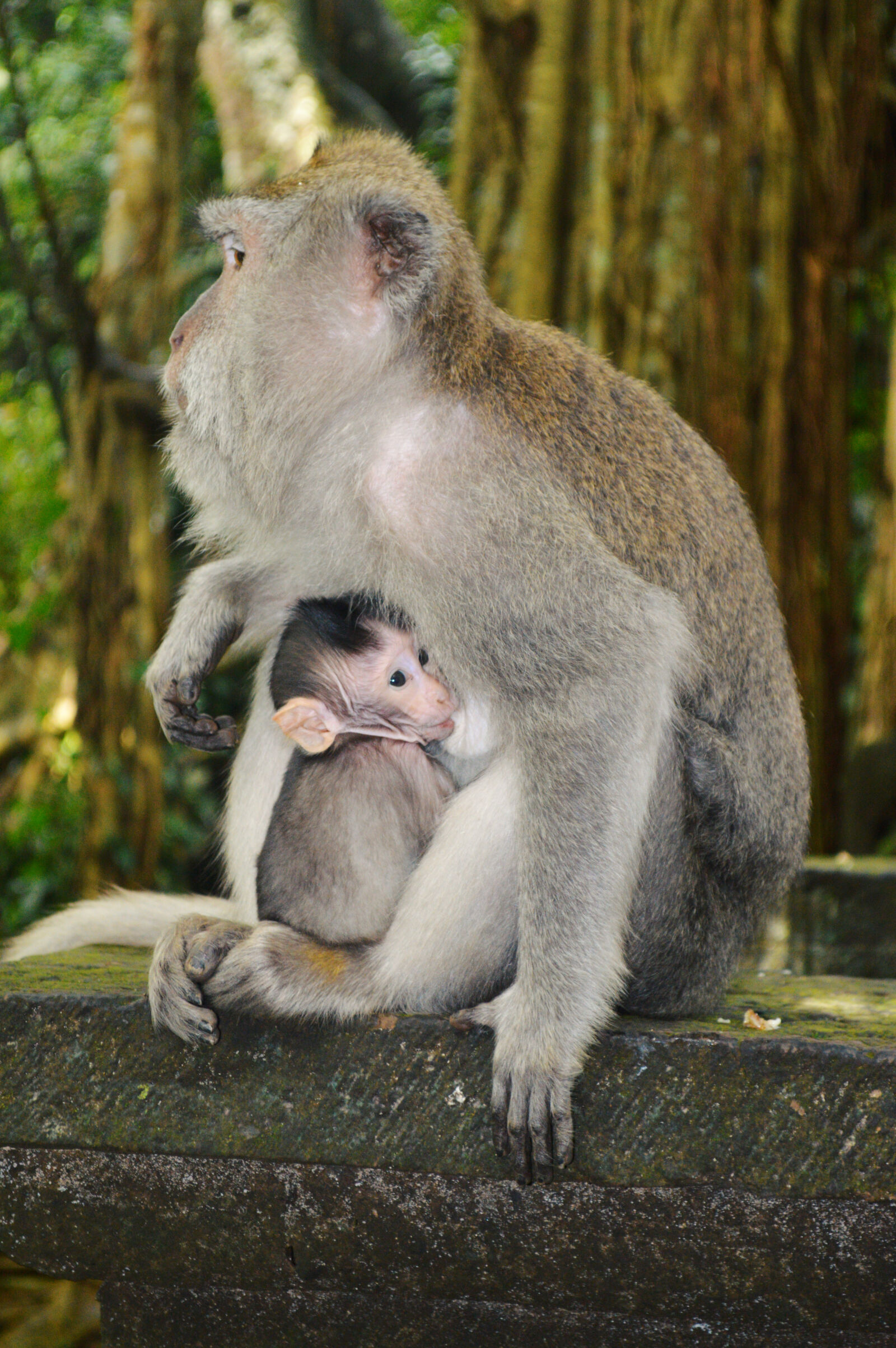 Nikon D3200 sample photo. Animal, ape, arms, asia photography