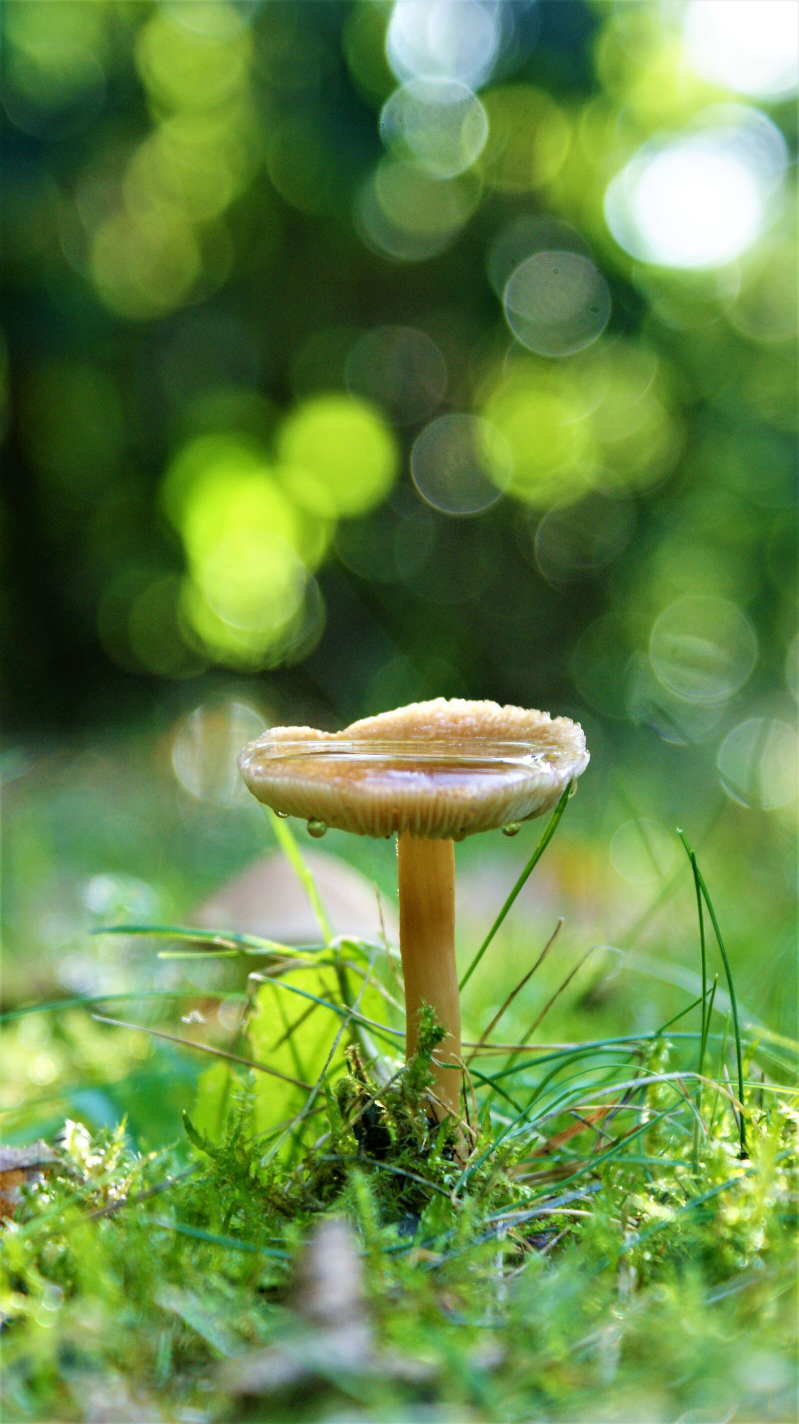 Sony Alpha DSLR-A350 sample photo. Mushroom, moss, nature photography