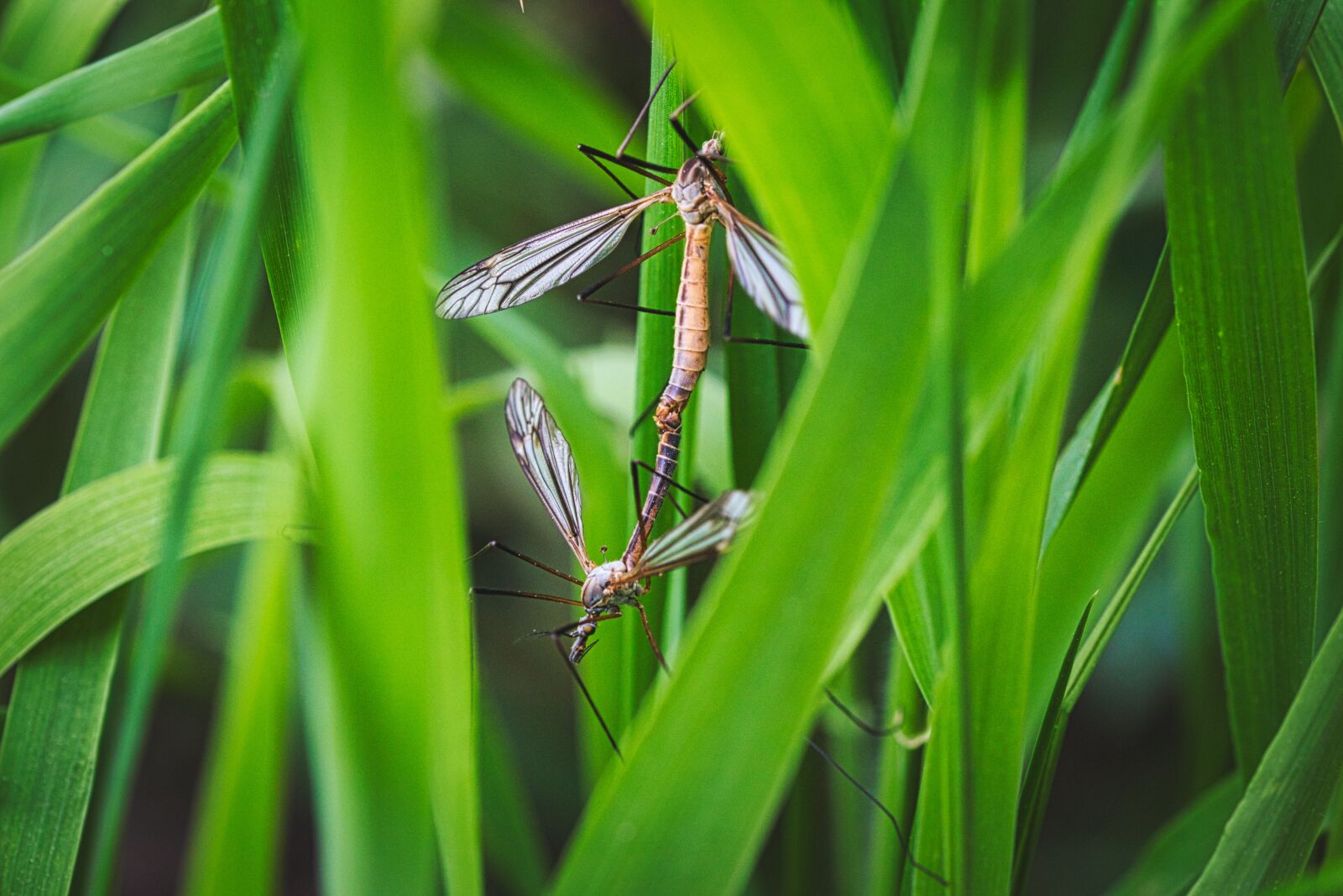 Canon EOS 70D sample photo. Pairing, insect, mosquitoes photography