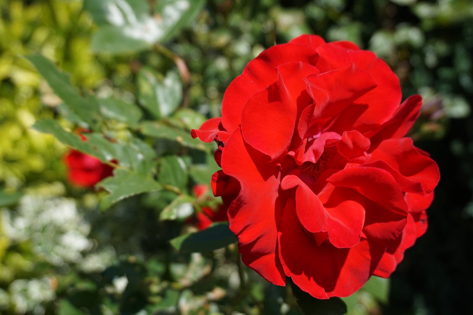 Sony E 16-50mm F3.5-5.6 PZ OSS sample photo. Flowers, summer, nature photography