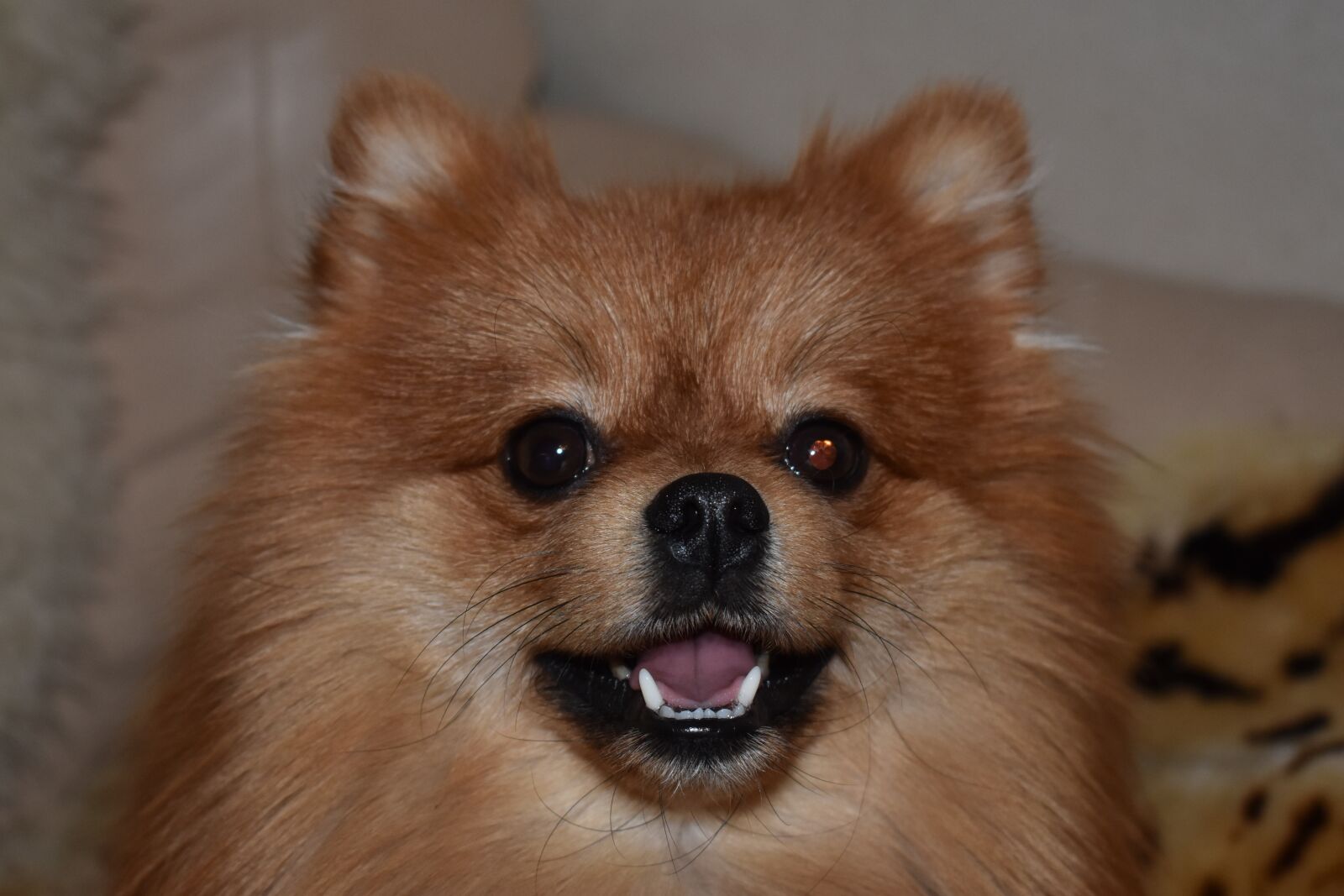 Nikon D3400 sample photo. Dog, spitz, pomeranian photography