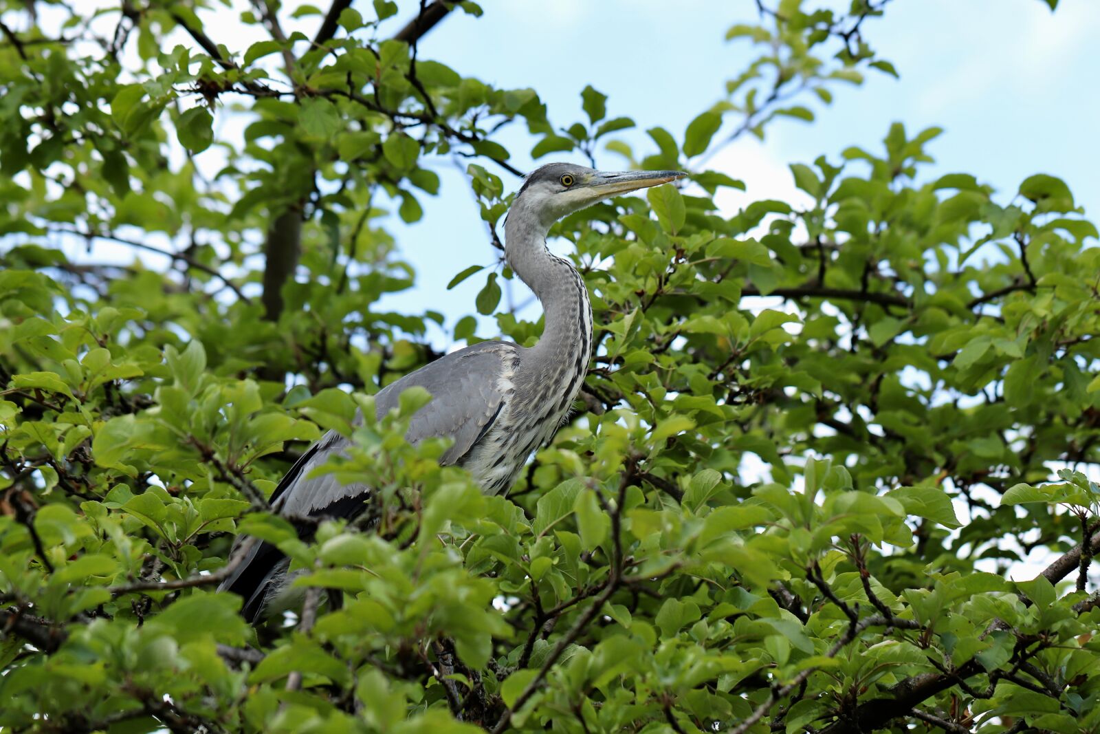 Canon EOS 800D (EOS Rebel T7i / EOS Kiss X9i) sample photo. Grey heron, heron, bird photography