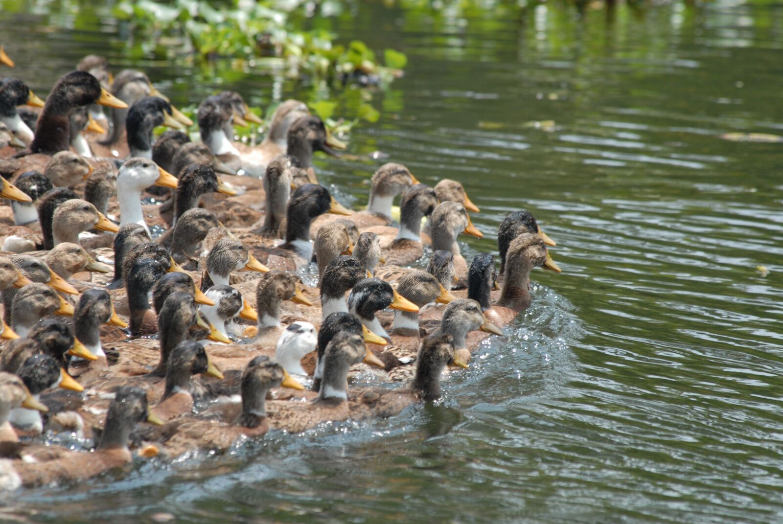 Nikon D200 sample photo. Duck, herd, band photography