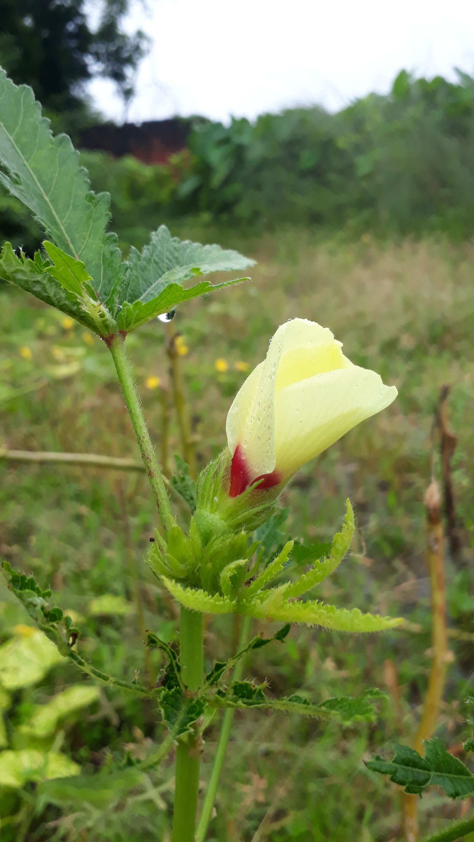 Samsung Galaxy J5 Prime sample photo. Cute flower, vegetable flower photography