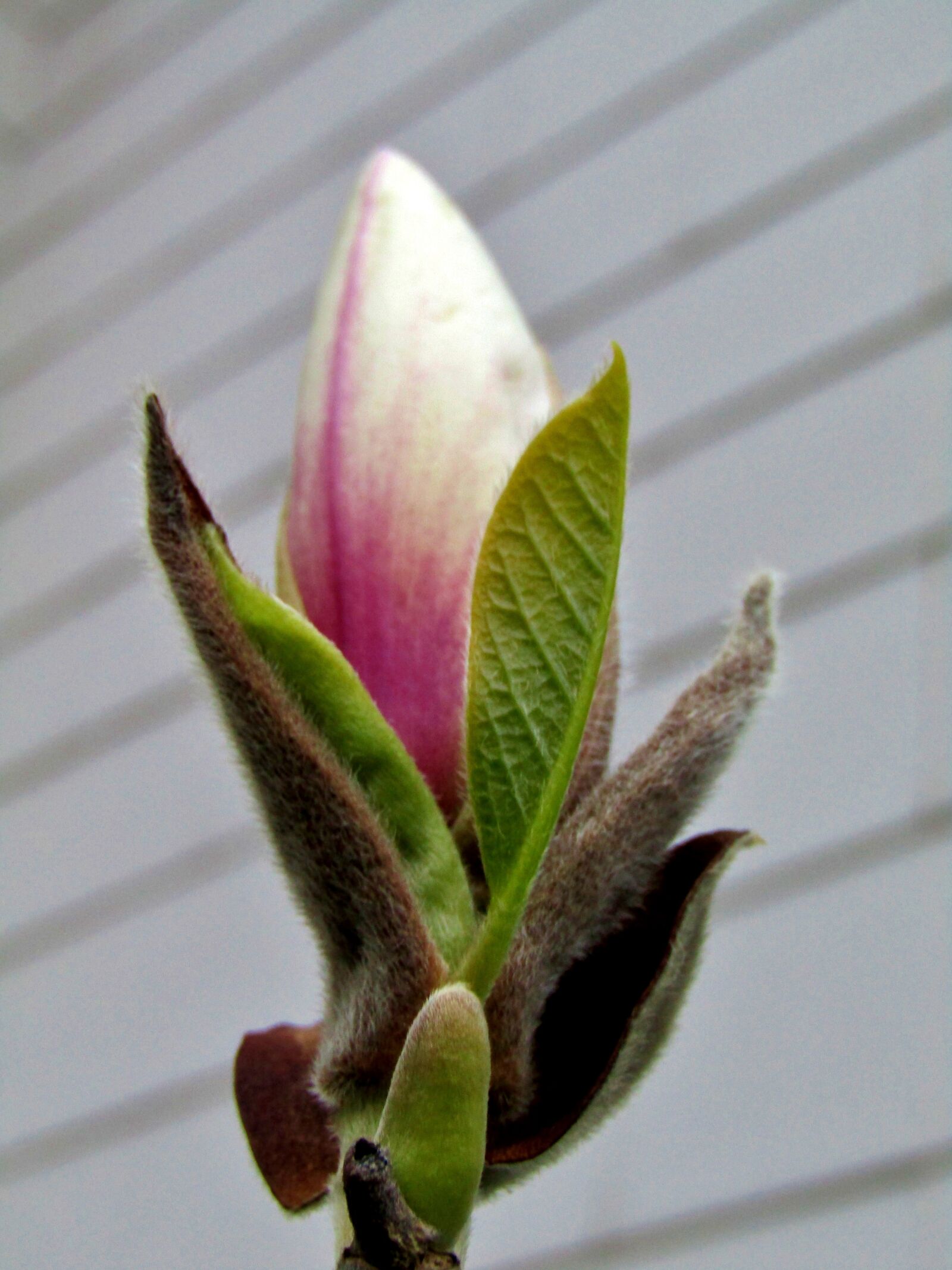 Canon POWERSHOT SX432 IS sample photo. Flower, nature, plant photography