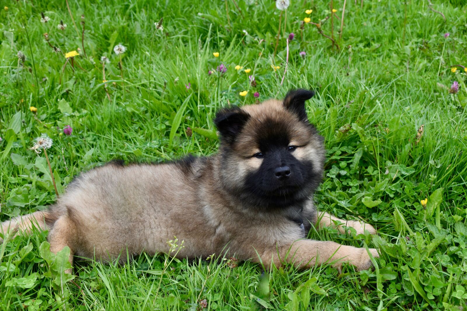 Nikon D5600 sample photo. Dog, puppy, young dog photography
