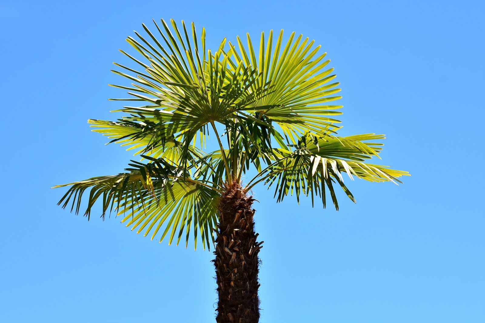 Nikon D7200 sample photo. Palm, summer, holidays photography
