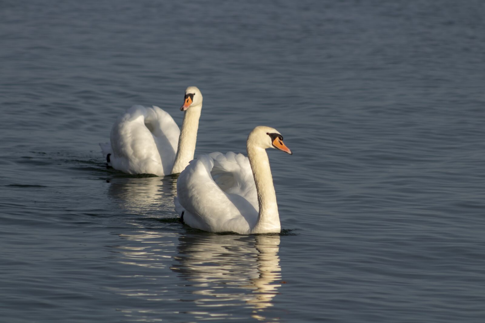 Canon EF75-300mm f/4-5.6 sample photo. Swan, cam, water bird photography