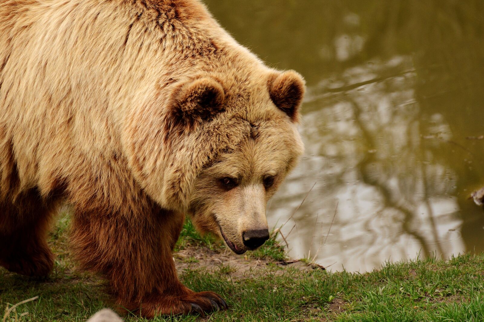Nikon D3200 sample photo. European brown bear, bright photography