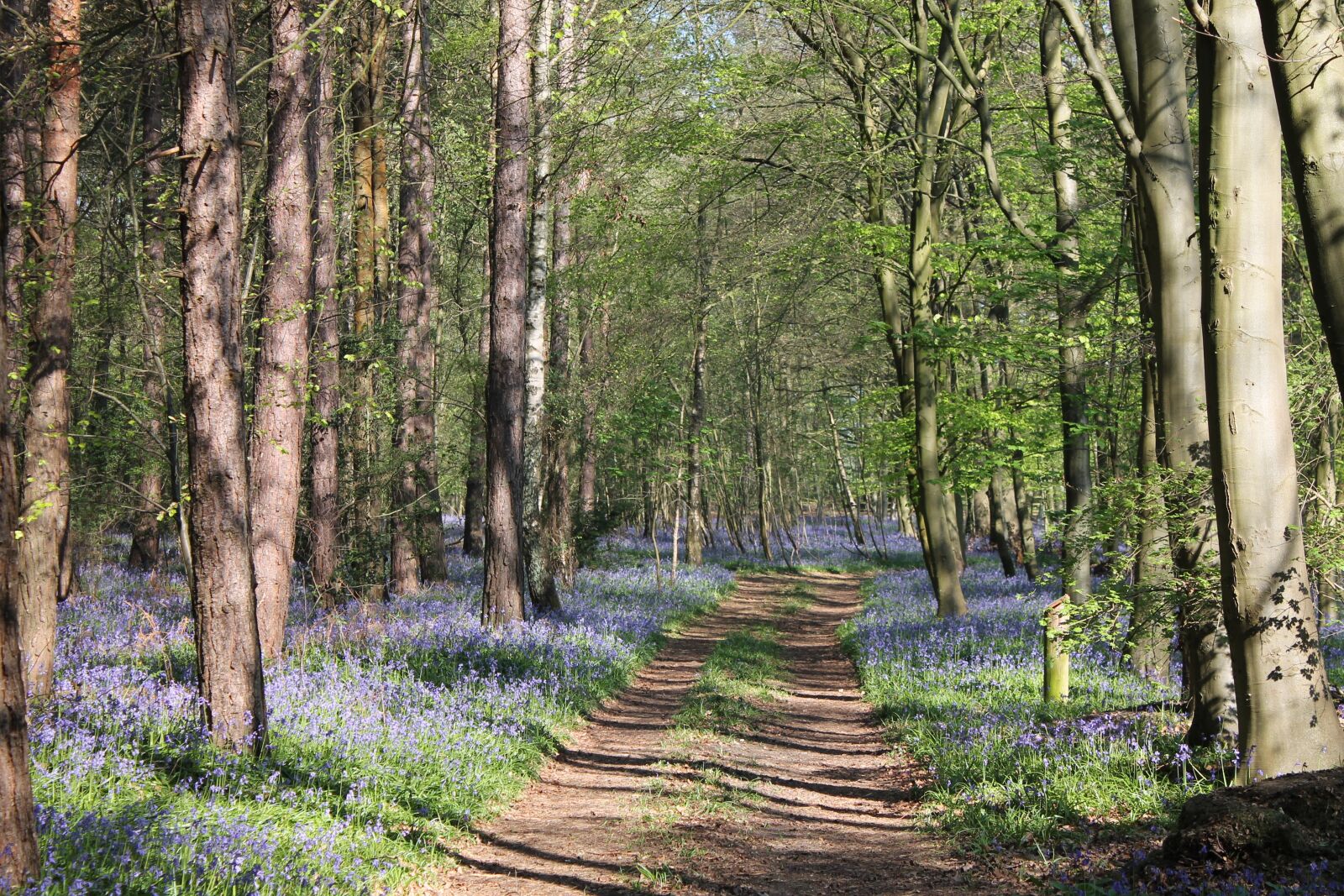 Canon EOS 1100D (EOS Rebel T3 / EOS Kiss X50) sample photo. Bluebells, woodland, nature photography