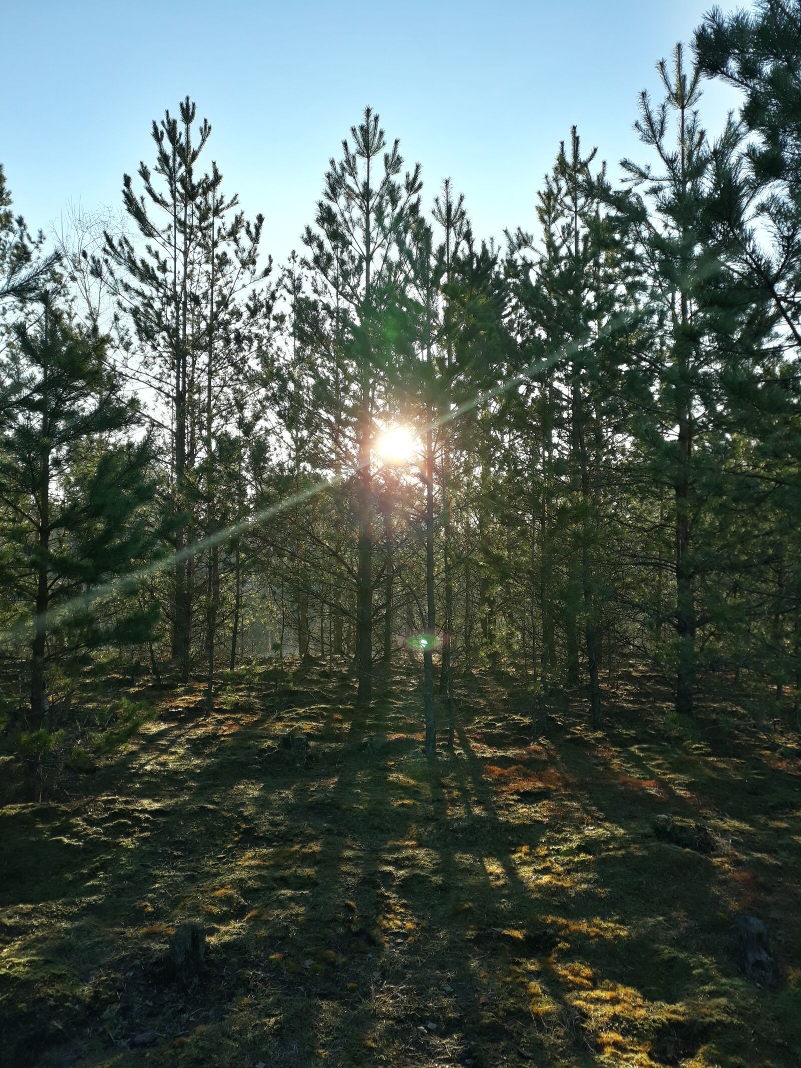 Samsung Galaxy J5 sample photo. Forest, sun, morning photography