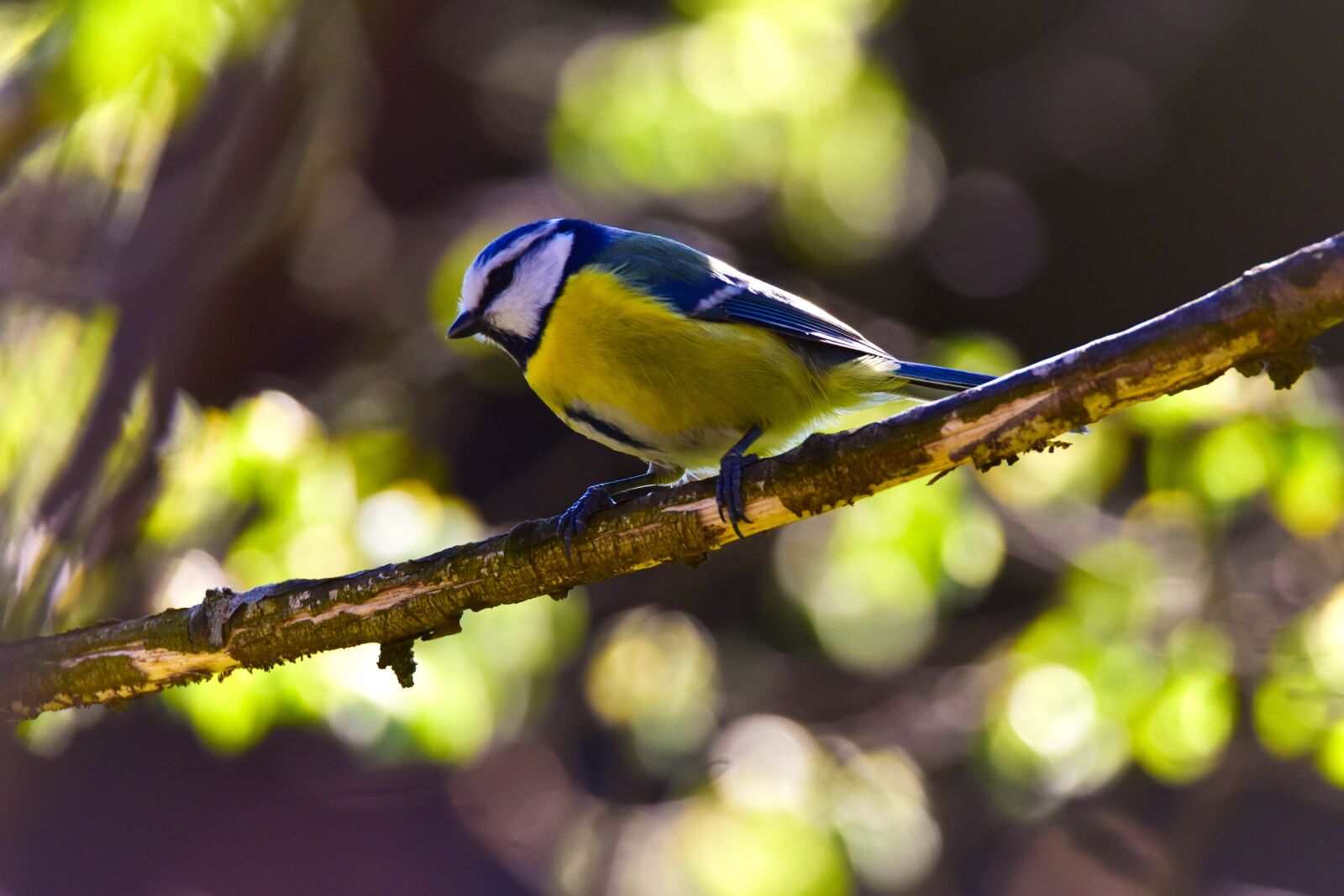 Tamron SP 150-600mm F5-6.3 Di VC USD sample photo. Bird, nature, tit photography