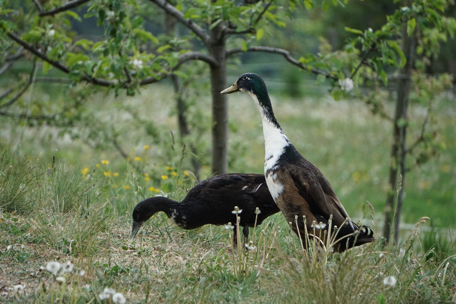 Sony E 55-210mm F4.5-6.3 OSS sample photo. Duck, animal, goose photography