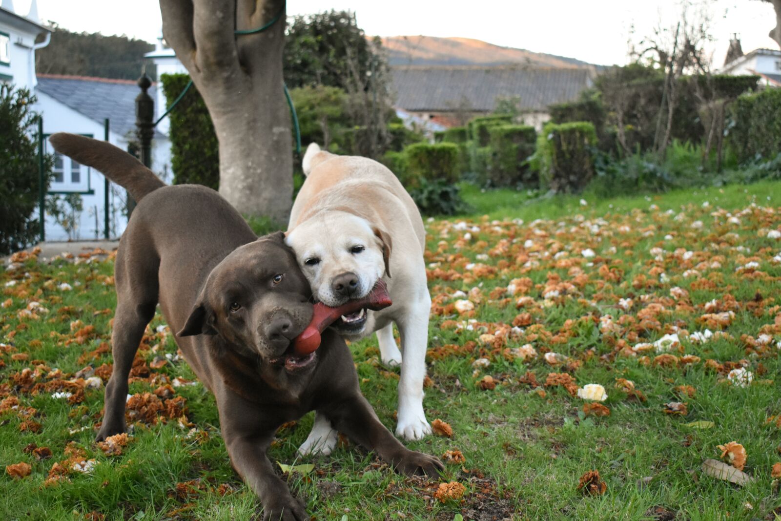 Nikon D5600 sample photo. Lawn, animalia, nice photography