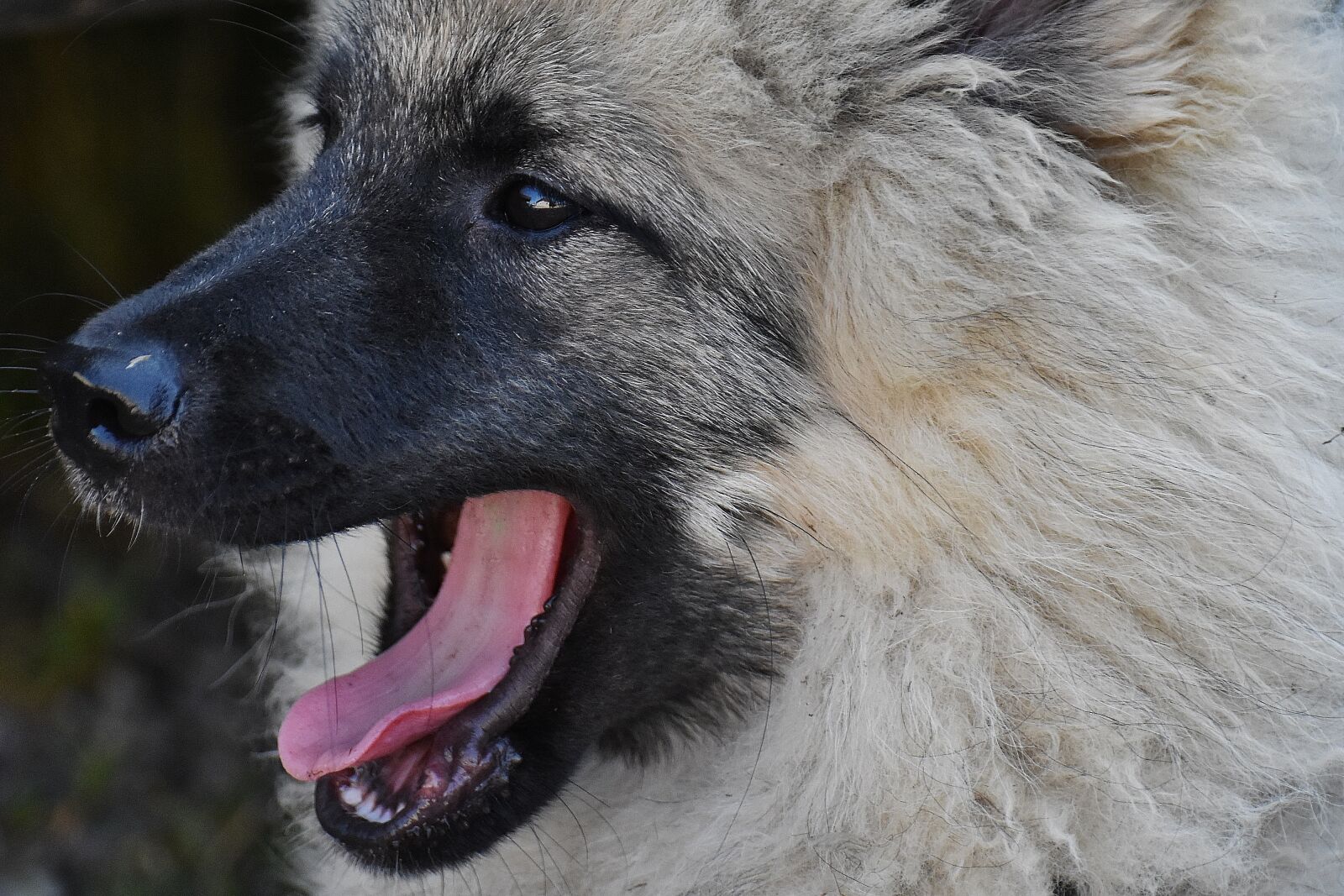 Nikon D7200 sample photo. Dog, fur, wuschelig photography