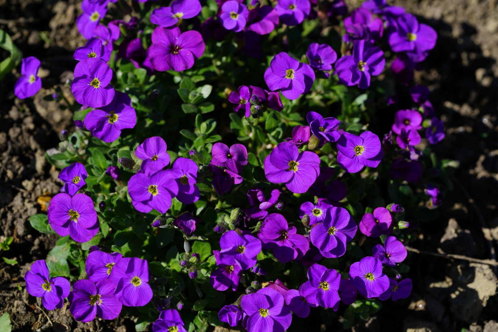 Sony a7R II sample photo. Blossom, bloom, purple photography