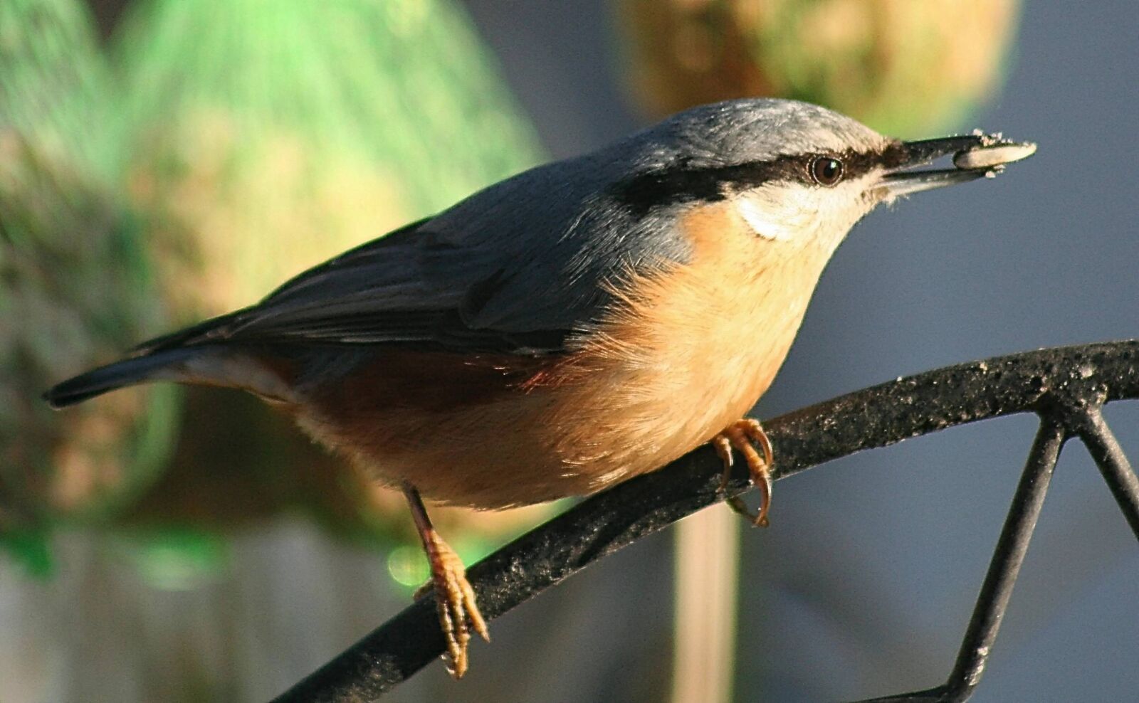 Canon EOS 350D (EOS Digital Rebel XT / EOS Kiss Digital N) sample photo. Kleiber, food, bird photography