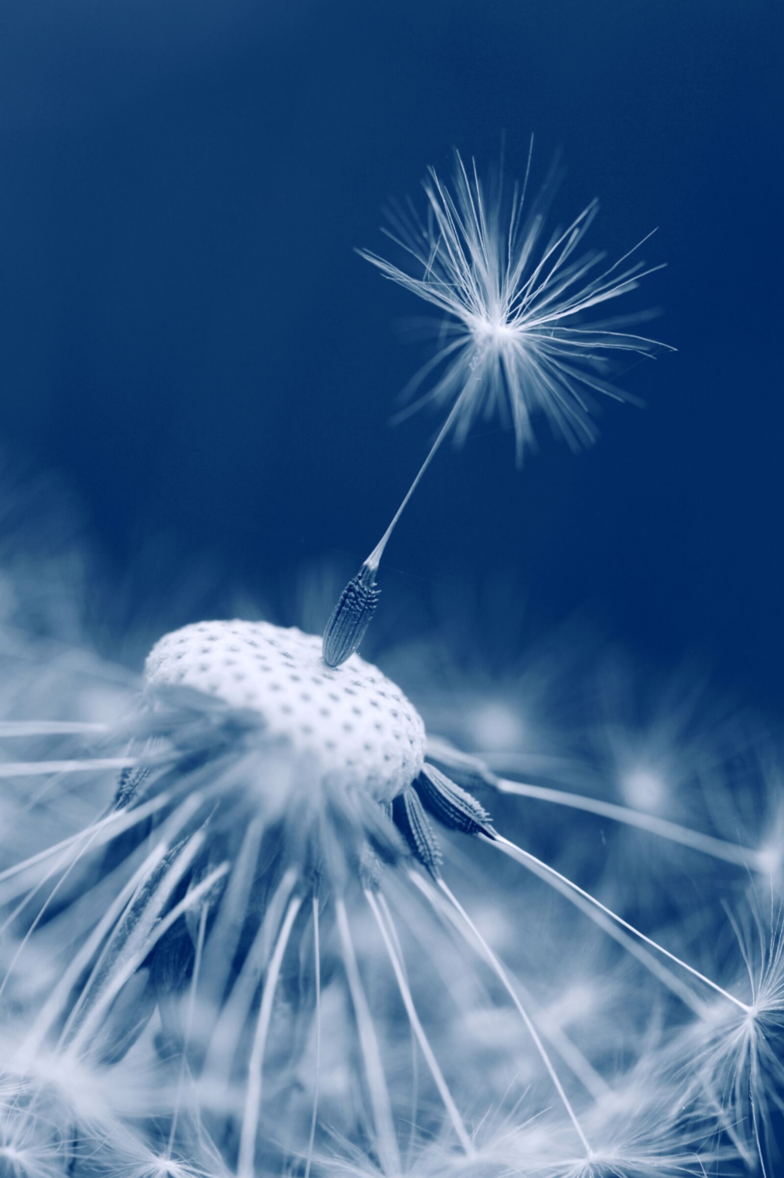 Nikon D3S sample photo. Dandelion, buttercup, garden photography