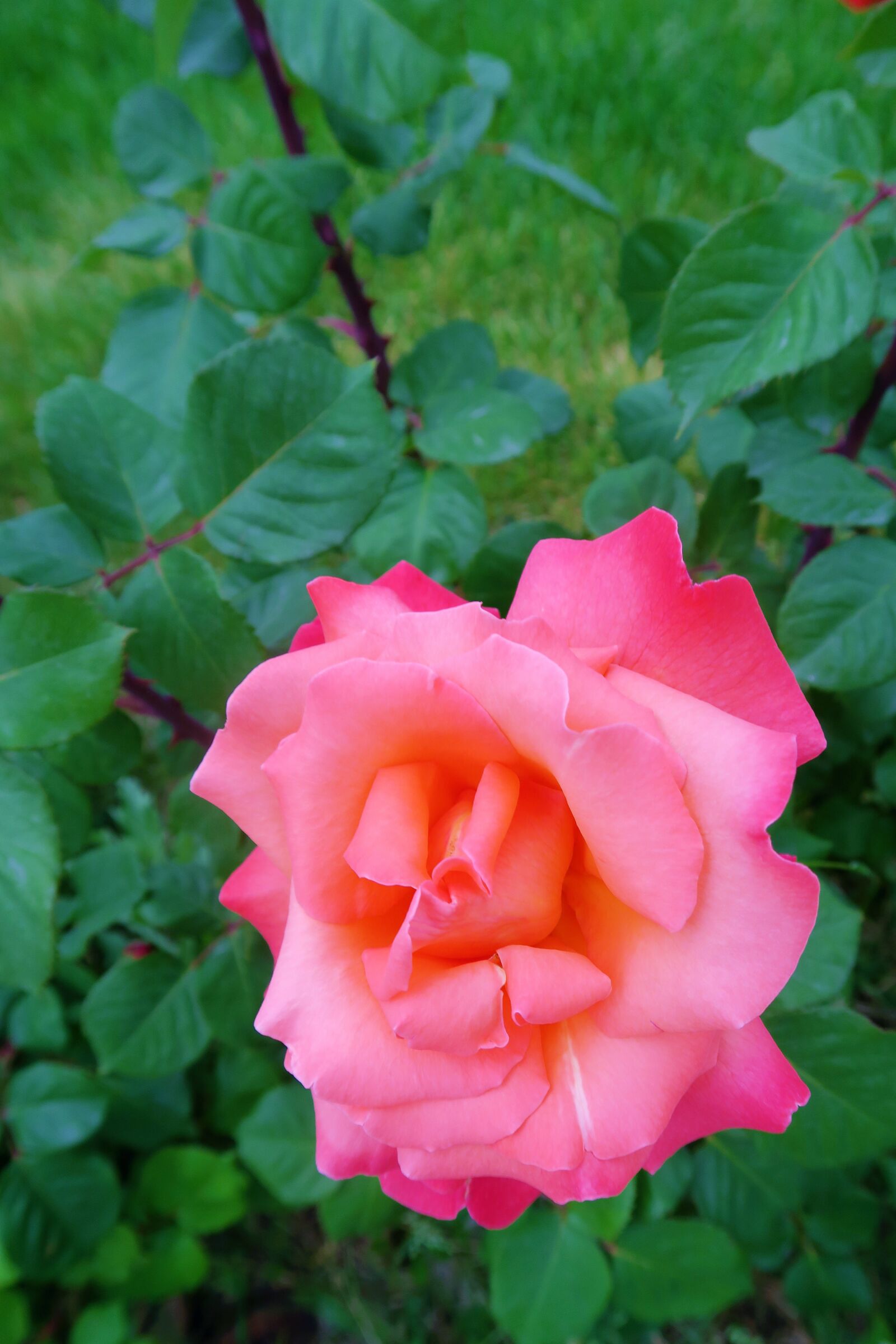 Canon PowerShot G7 X sample photo. Rose, pink, spring photography