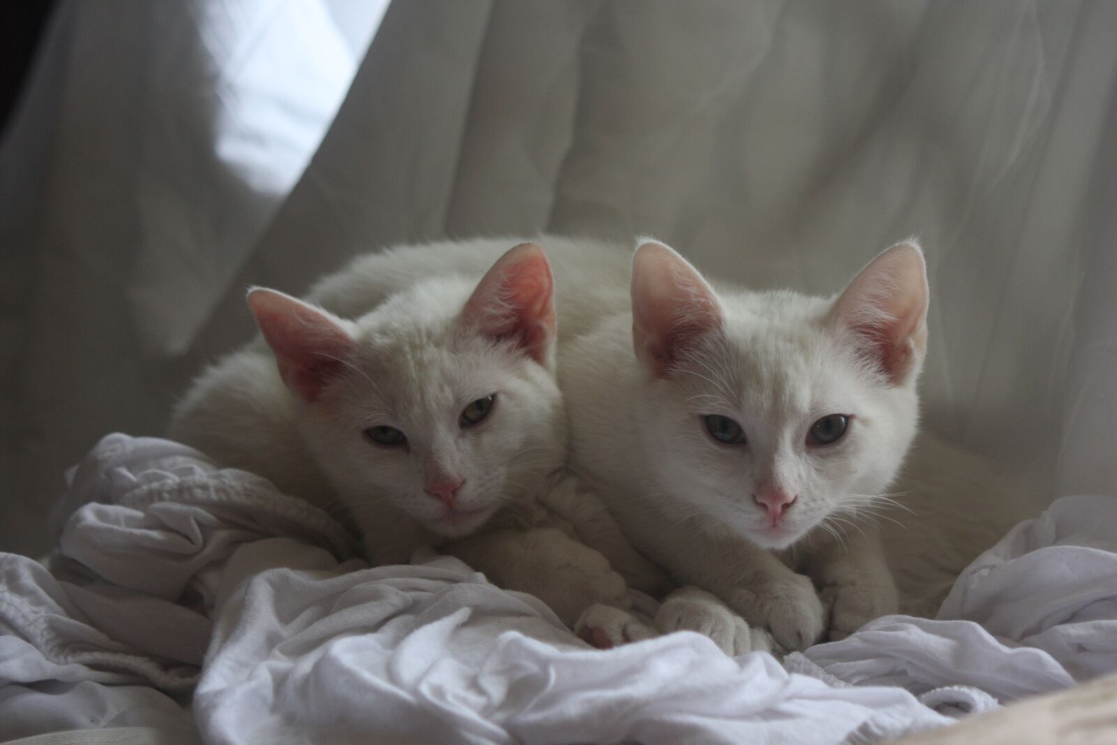 Canon EOS 40D sample photo. Cats, white, kitten photography