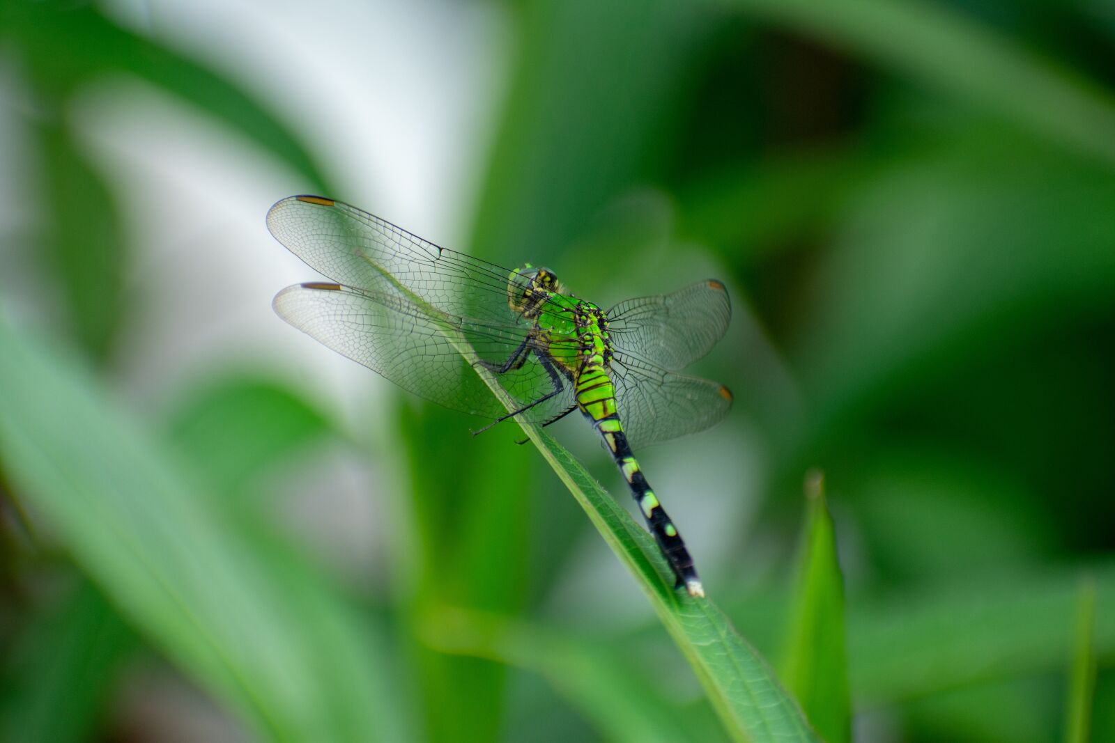 Nikon D3400 sample photo. Dragonfly, nature, insect photography