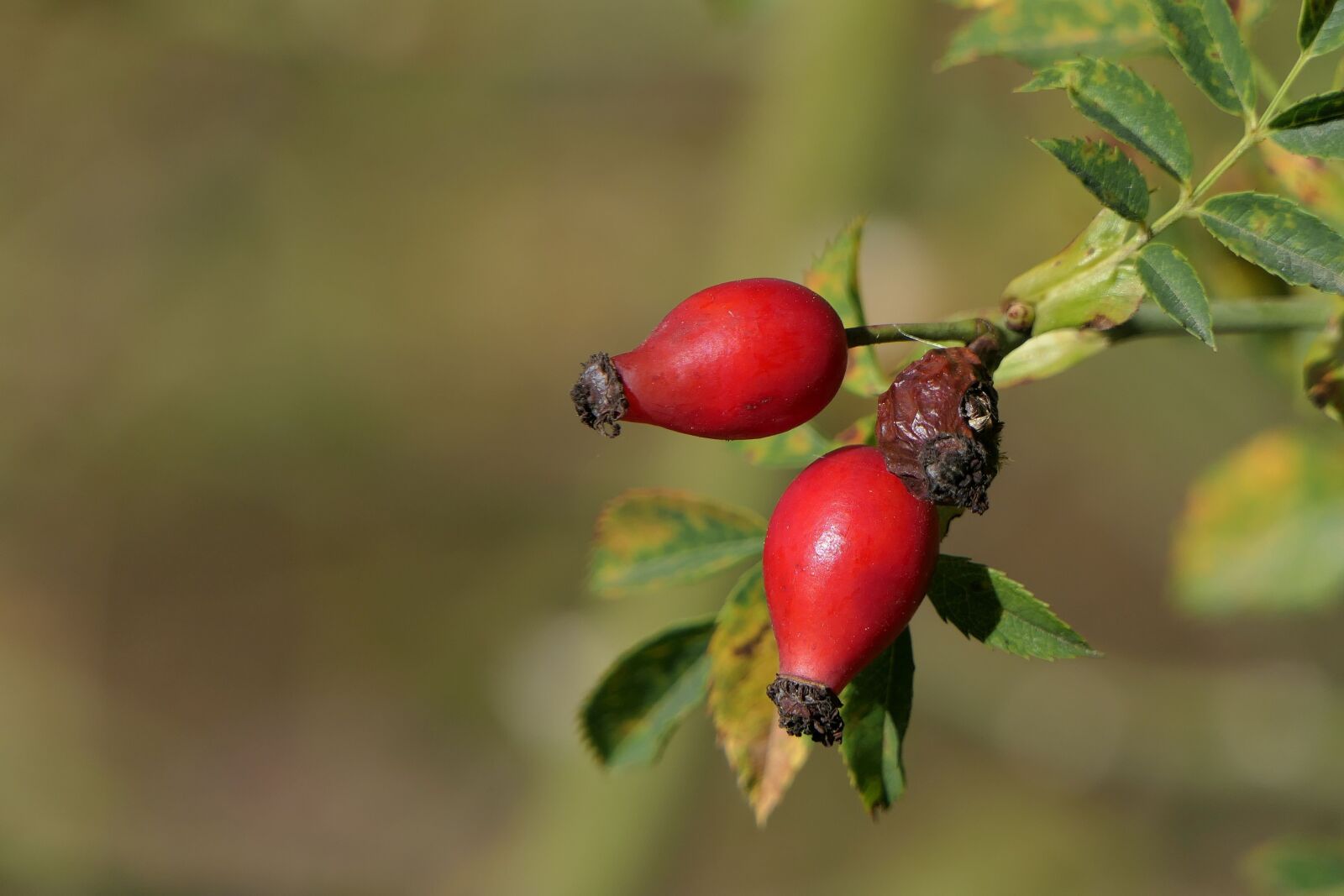 Panasonic Lumix DMC-FZ2500 (Lumix DMC-FZ2000) sample photo. Rose hip, plant, nature photography