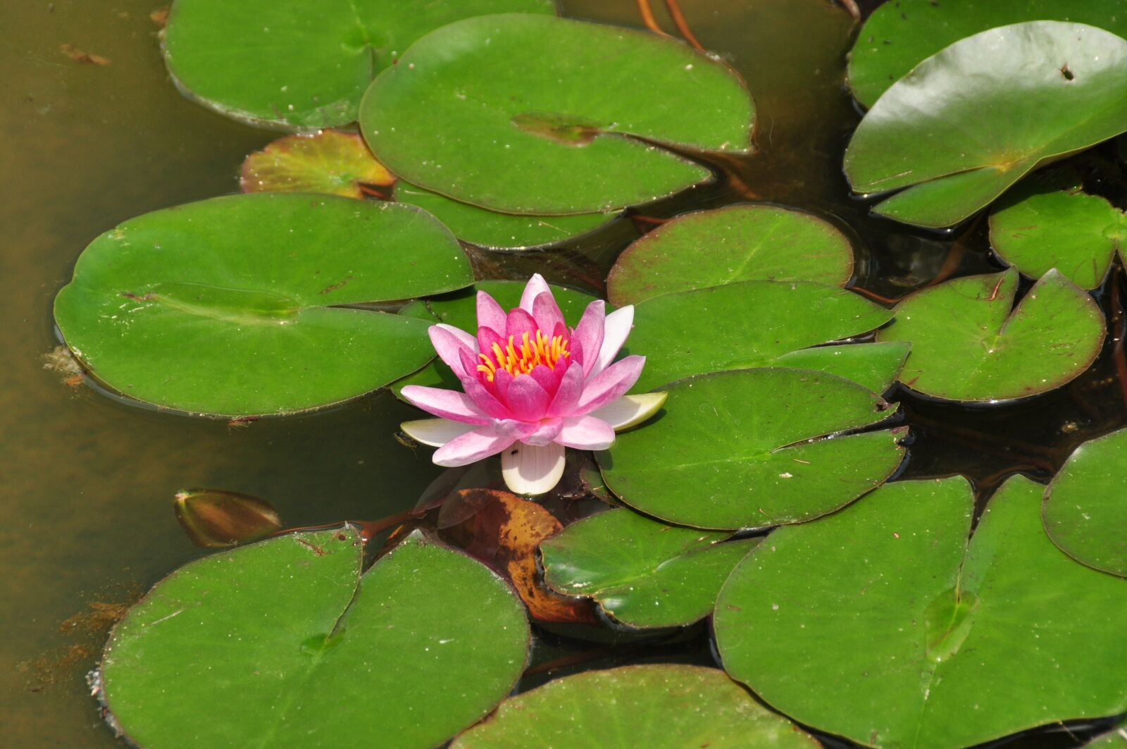 Nikon D90 sample photo. Flower, water lily, aquatic photography