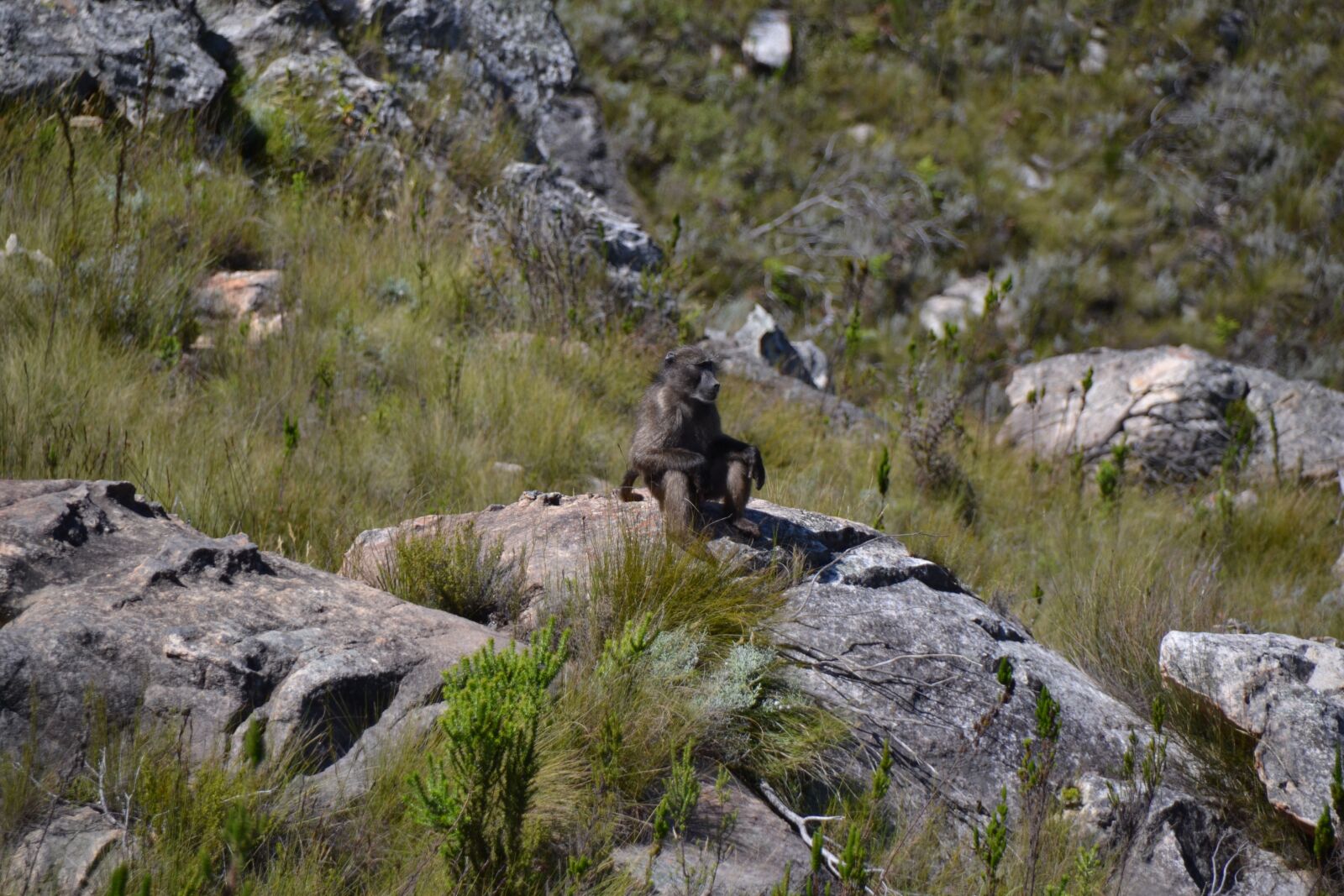 Nikon D3100 sample photo. Monkey, sit, look photography
