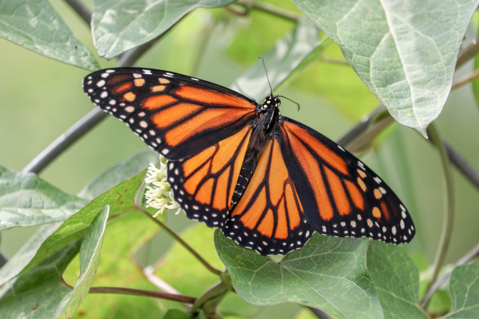 Canon EF-S 55-250mm F4-5.6 IS STM sample photo. Butterfly, insect, fly photography