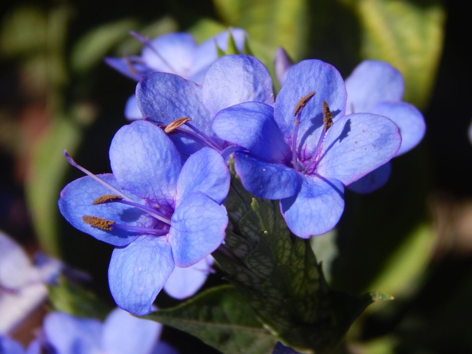 Nikon Coolpix L820 sample photo. Flowers, blue, celestial photography