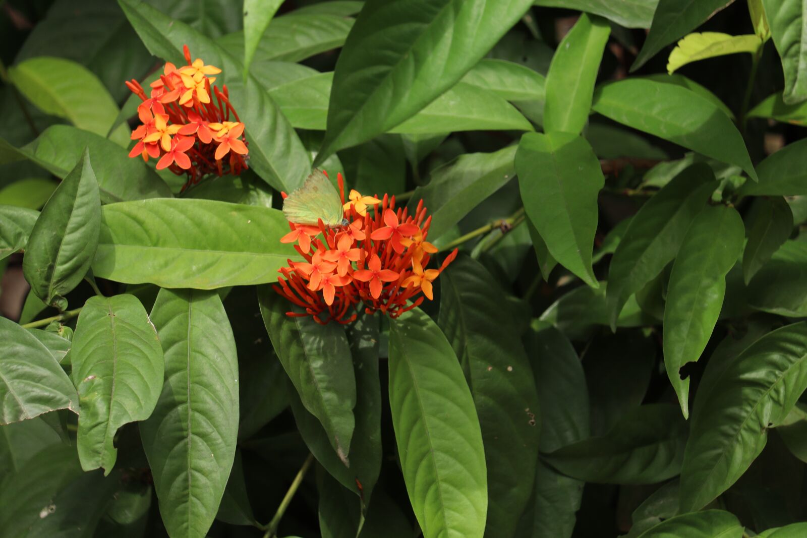 Canon EOS 250D (EOS Rebel SL3 / EOS Kiss X10 / EOS 200D II) sample photo. Kerala, garden, ixora photography
