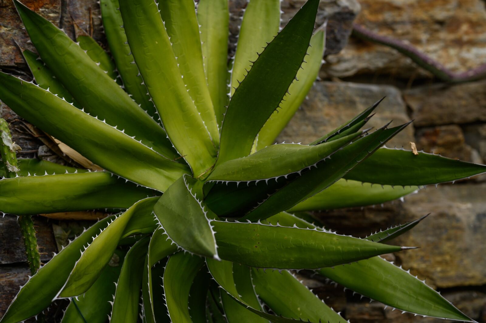 Nikon Z6 sample photo. Aloe, cactus, plant photography