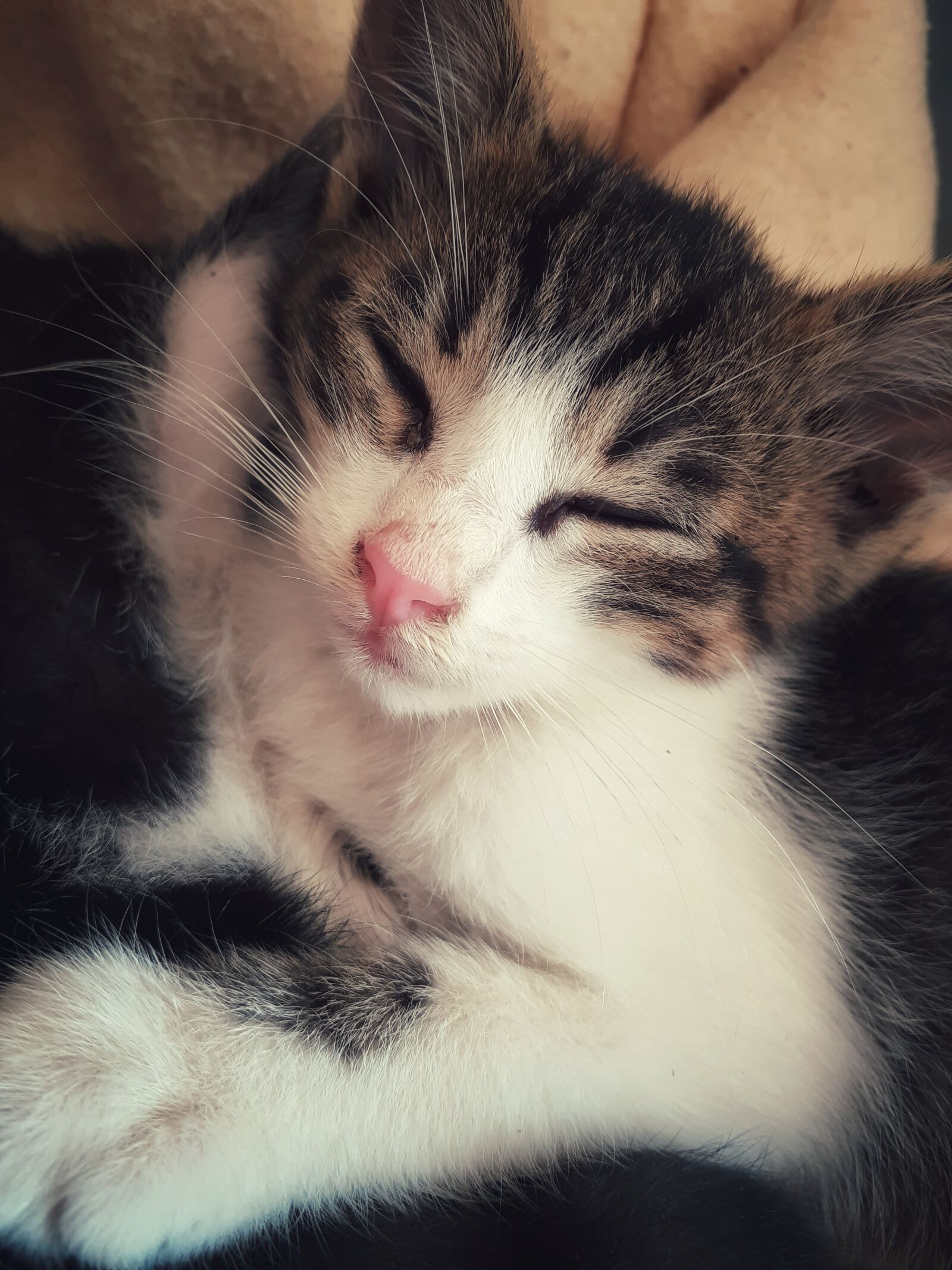 Samsung SM-A202F sample photo. Cat, dog, friends photography