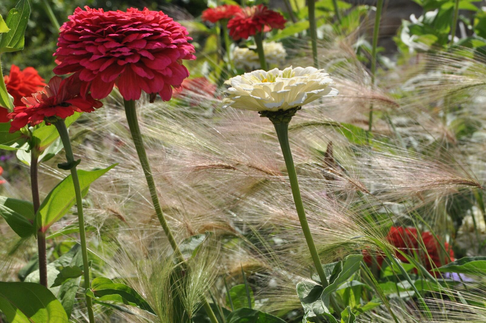 Nikon D5000 sample photo. Dahlia, flower, flora photography