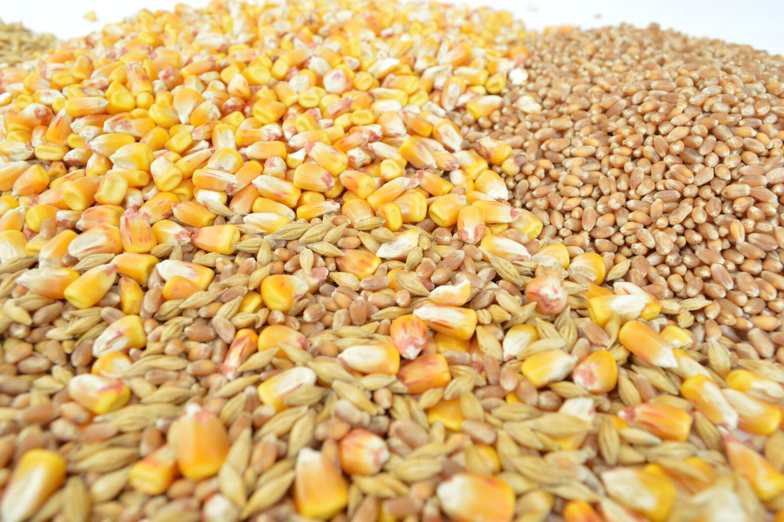 Nikon D3200 sample photo. Grains, cereals, but photography
