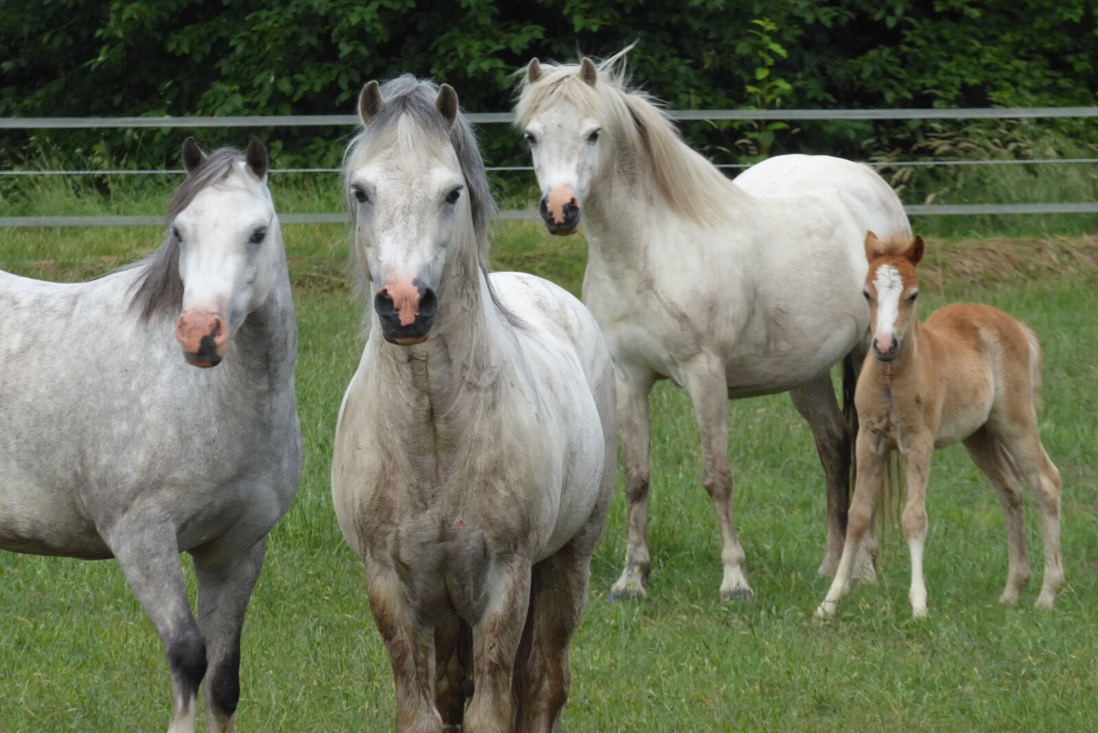 Panasonic Lumix DMC-ZS50 (Lumix DMC-TZ70) sample photo. Welsh ponies, horses, foal photography