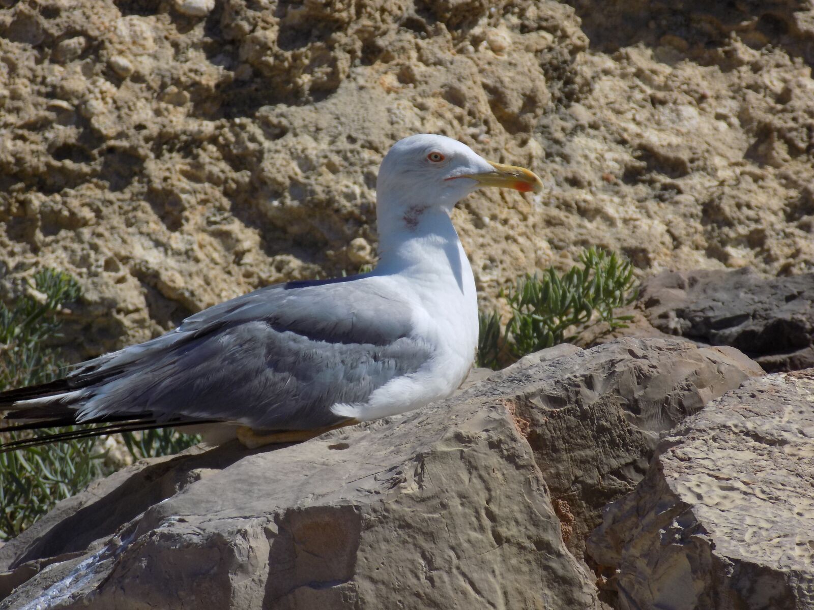 Nikon COOLPIX L340 sample photo. Seagull, macro, close photography