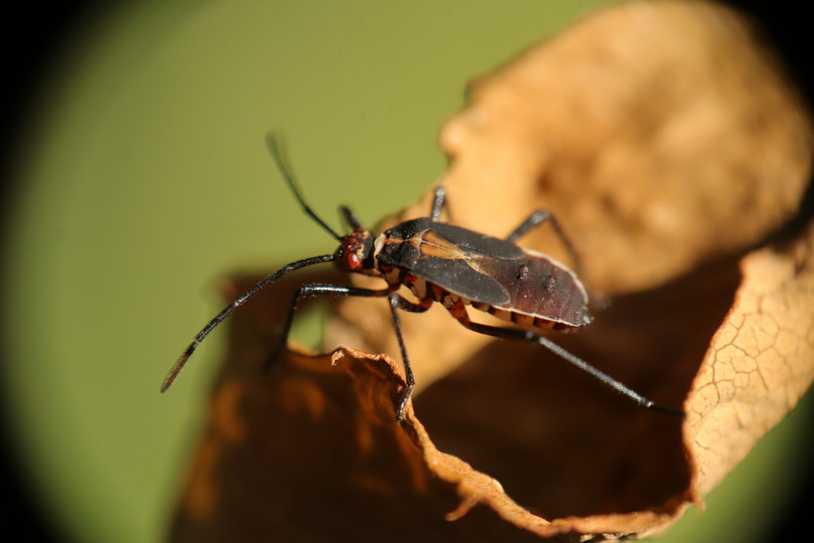 Canon EF-M 15-45mm F3.5-6.3 IS STM sample photo. Insects, nature, bed bug photography