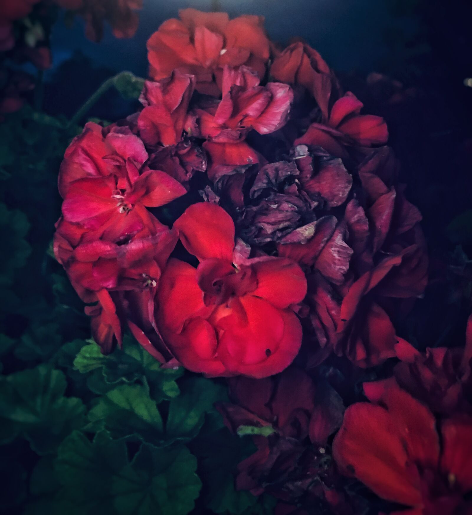 iPhone 6s Plus back camera 4.15mm f/2.2 sample photo. Nature, flower, summer photography