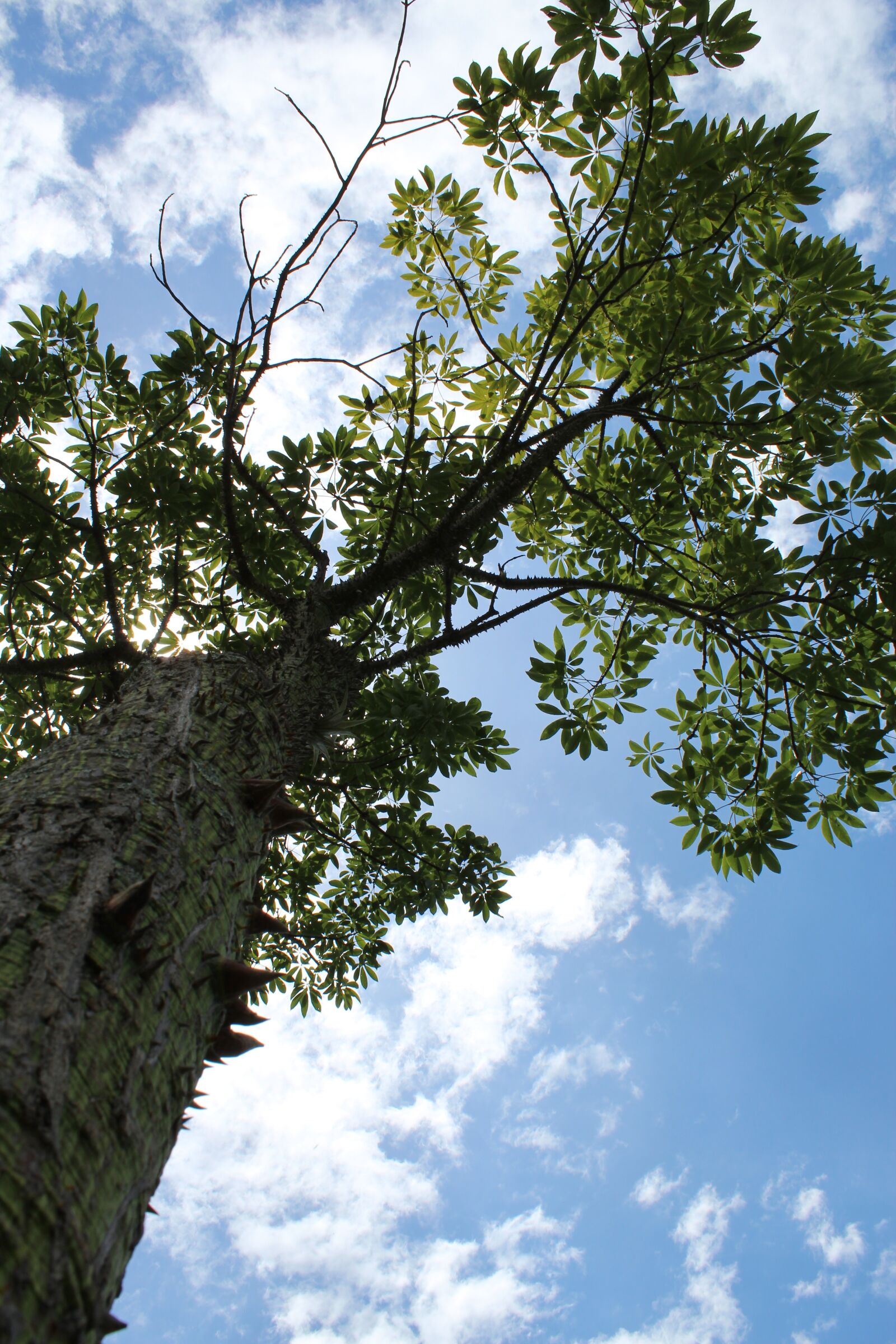 Canon EOS 1300D (EOS Rebel T6 / EOS Kiss X80) sample photo. Tree, nature, blue sky photography