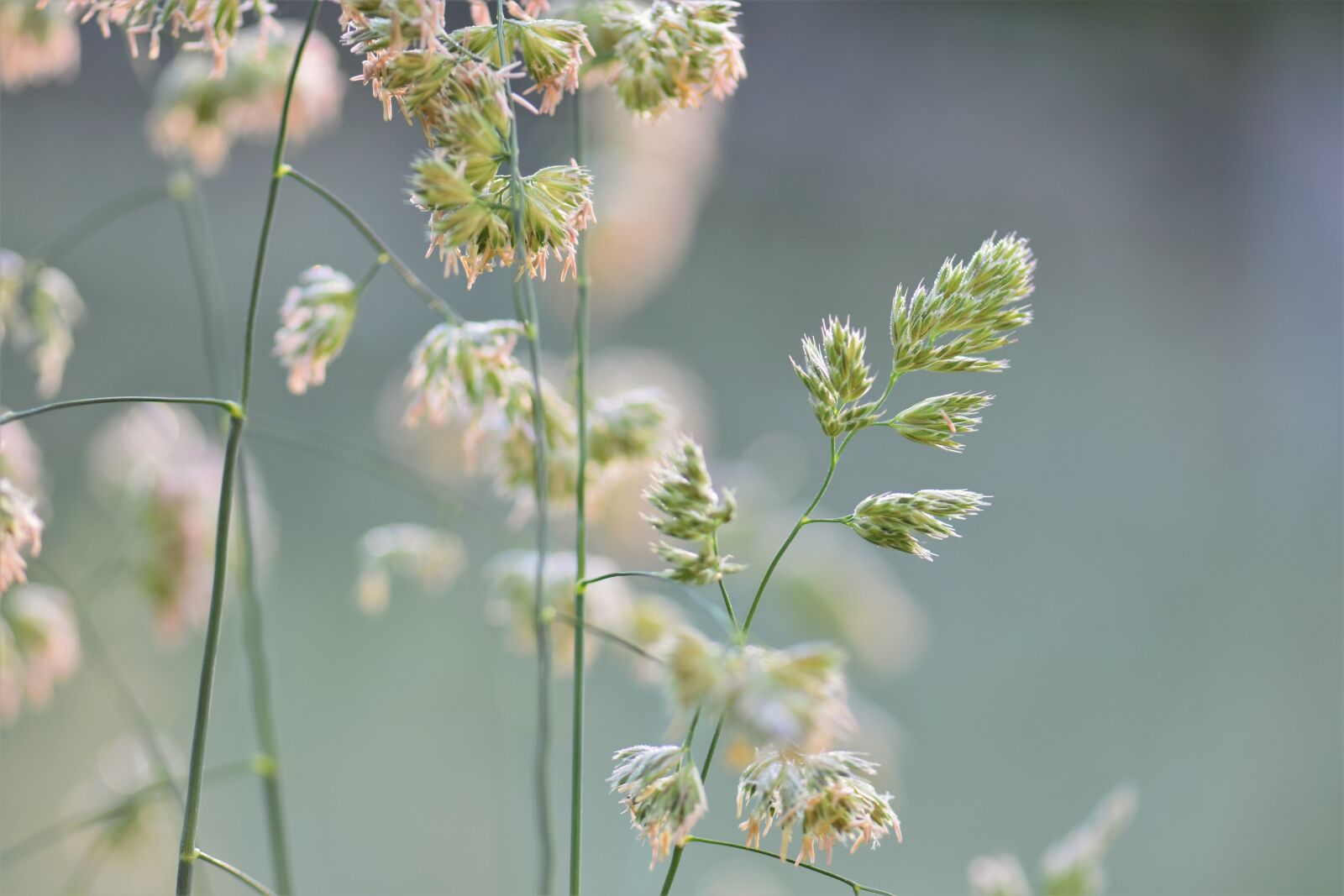Nikon D5500 sample photo. Grass, meadow, green photography