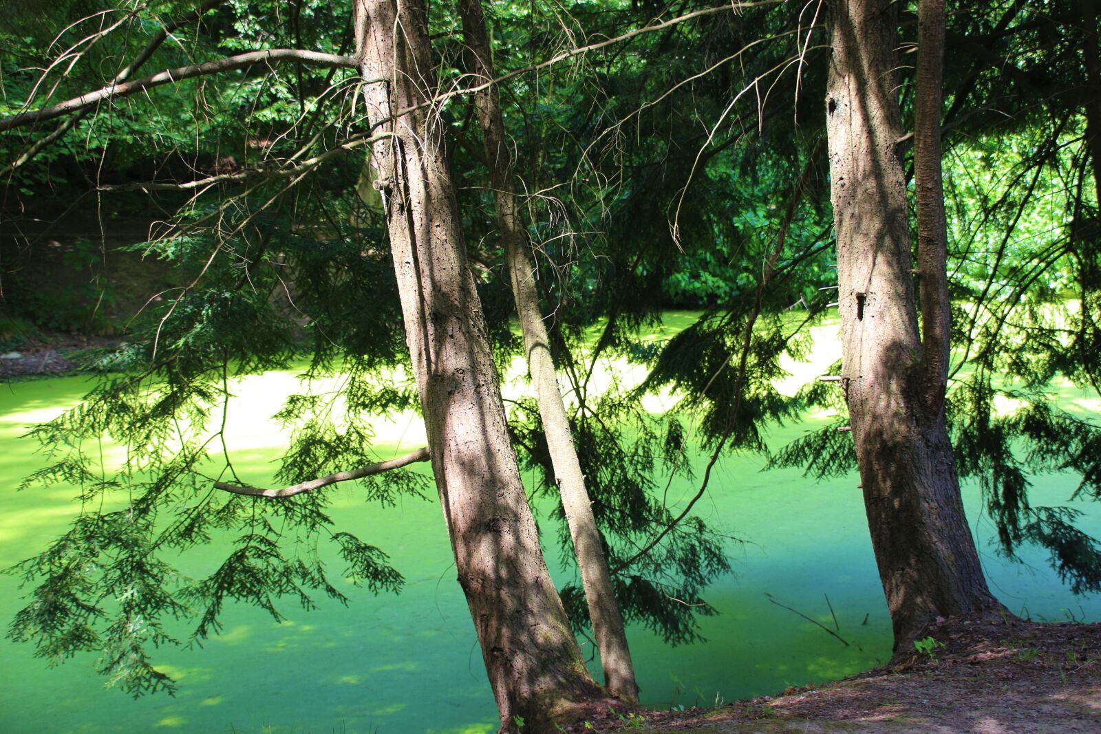 Canon EOS 700D (EOS Rebel T5i / EOS Kiss X7i) sample photo. Forest, pond, green photography