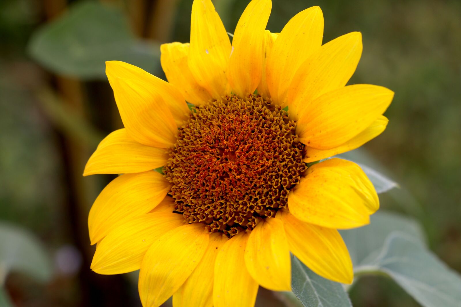 Canon EF-S 18-135mm F3.5-5.6 IS USM sample photo. Sunflowers, yellow, flower photography