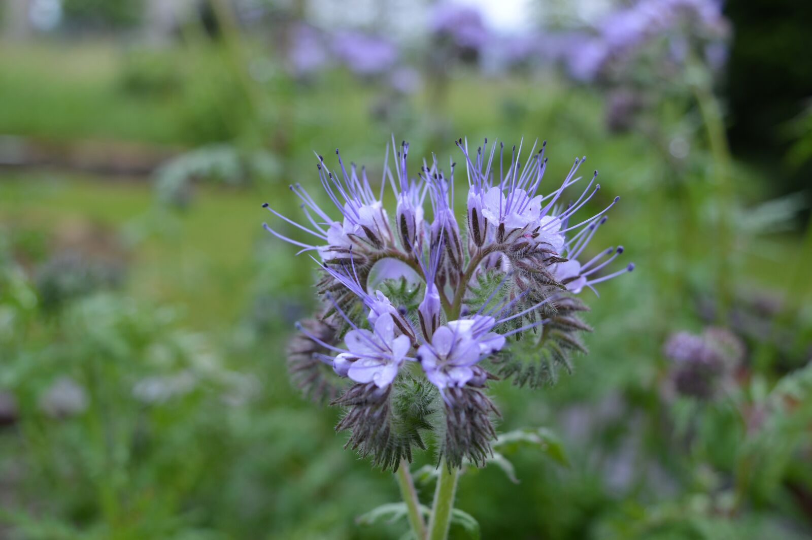Nikon D3200 sample photo. Spring, flower, nature photography