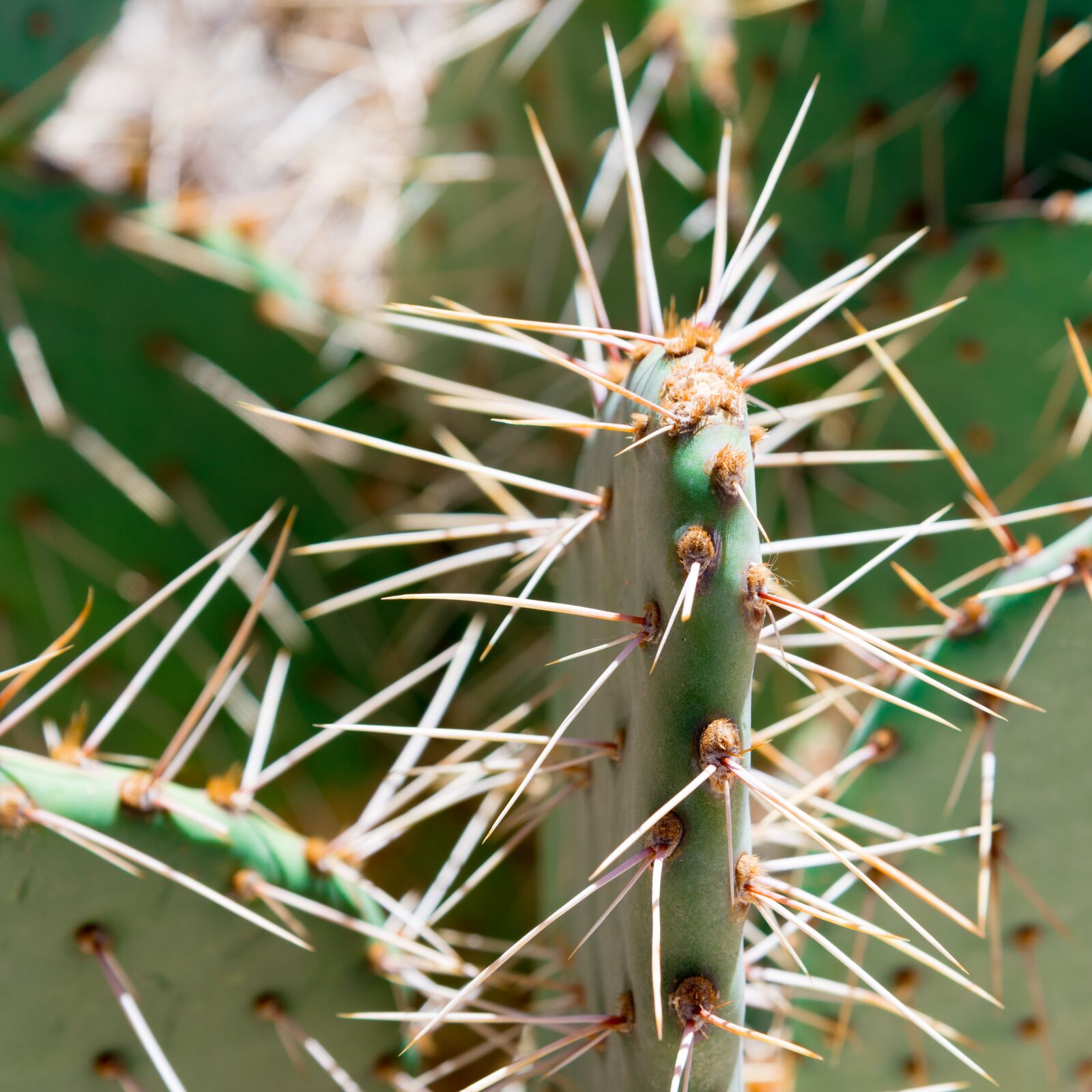 Nikon D750 sample photo. Cactus, spine, sharp photography