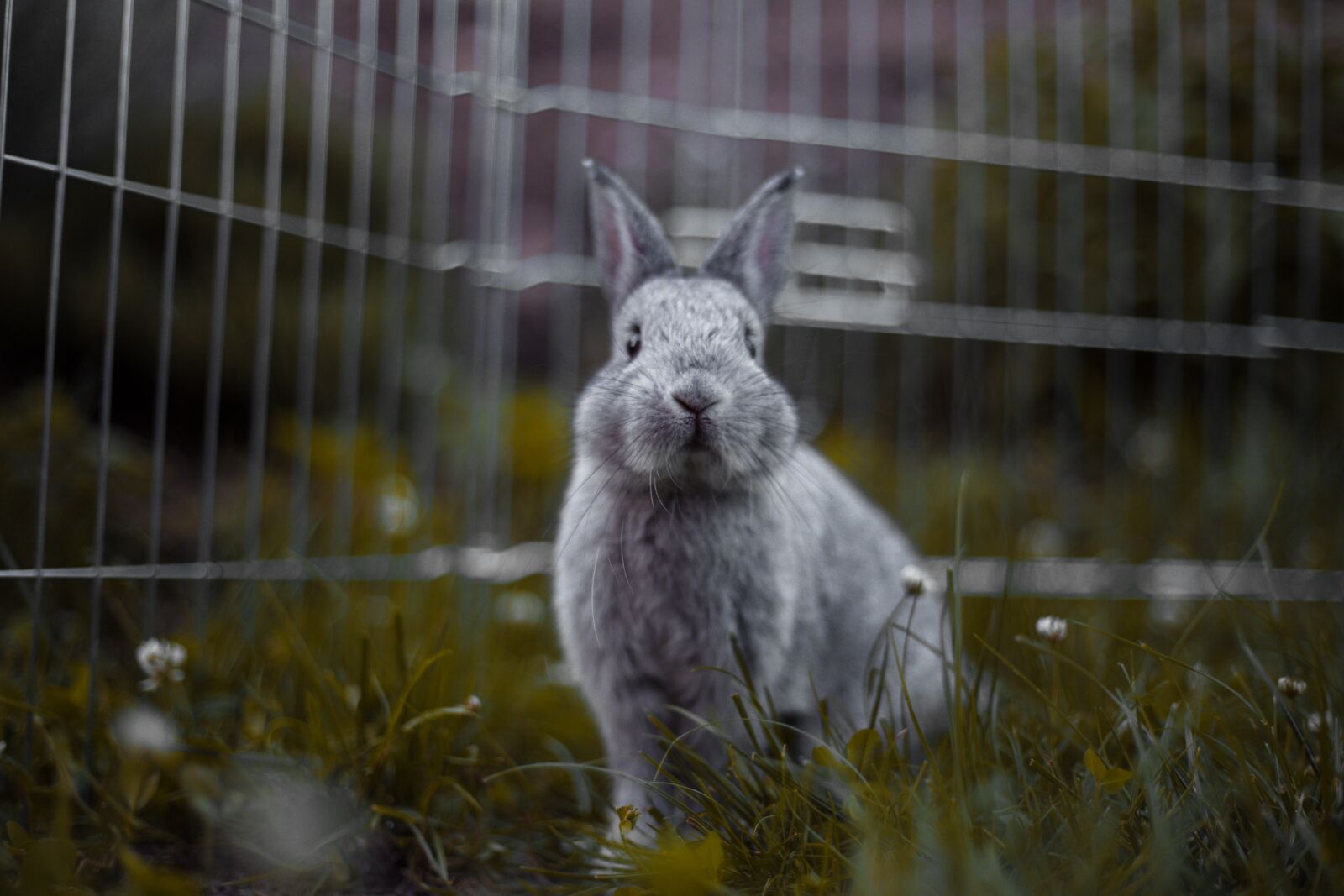 Canon EF 50mm F1.8 II sample photo. Rabbit, rodents, mammal photography