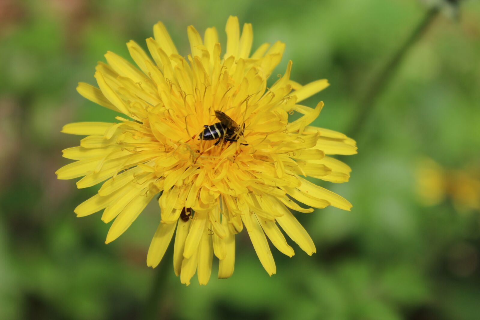Canon EOS 600D (Rebel EOS T3i / EOS Kiss X5) sample photo. Dandelion, hoverfly, forest photography