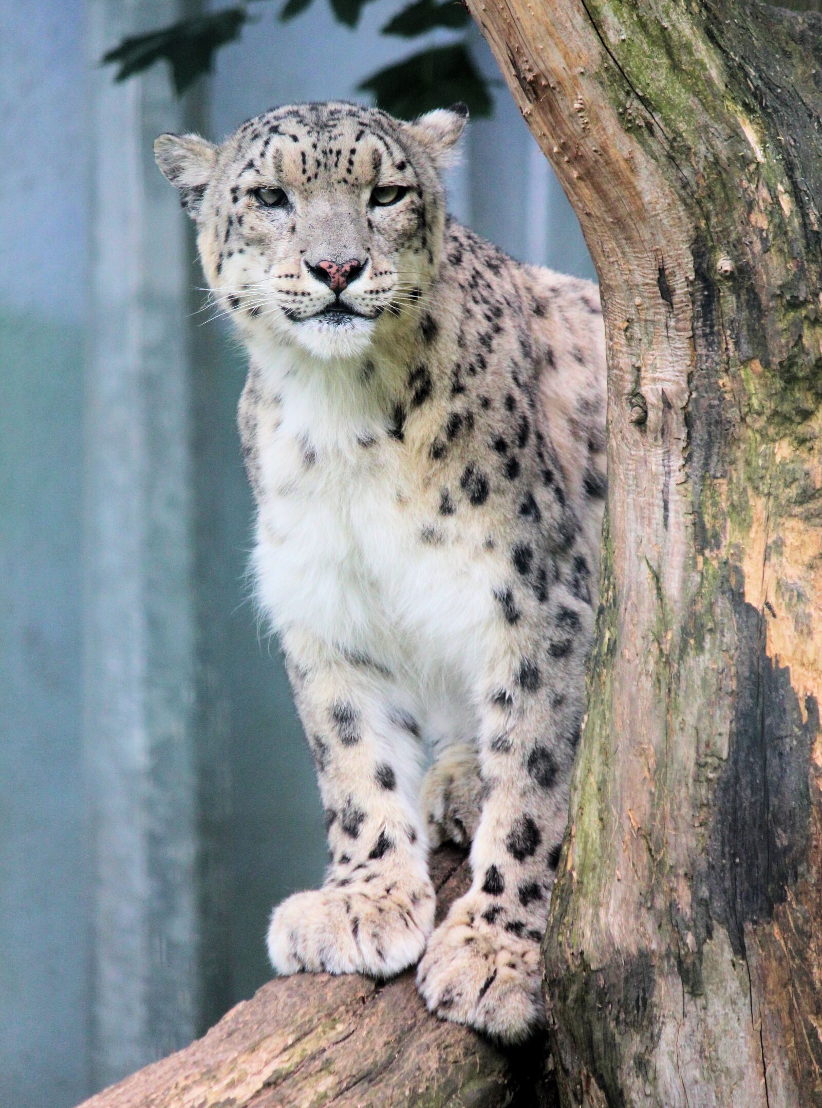 Canon EOS 550D (EOS Rebel T2i / EOS Kiss X4) sample photo. Irbis, snow leopard, mountain photography